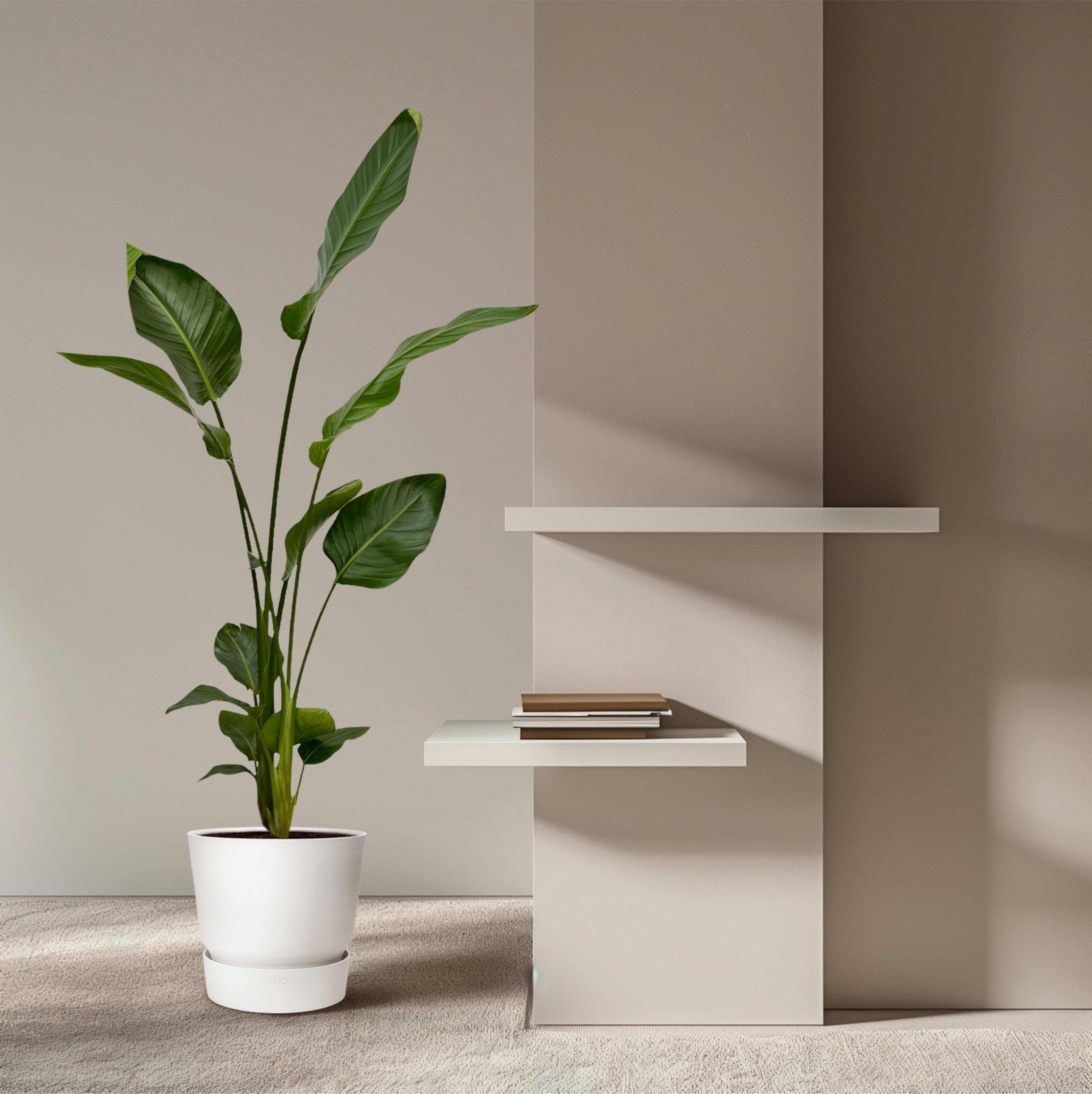 2x Strelitzia Nicolai - 130 cm - Ø17 (8721081601857)