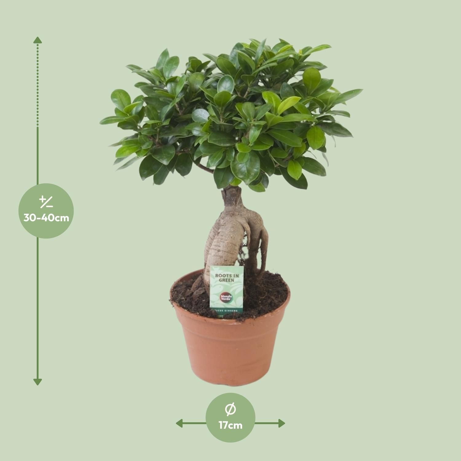 Ficus Ginseng (20669)