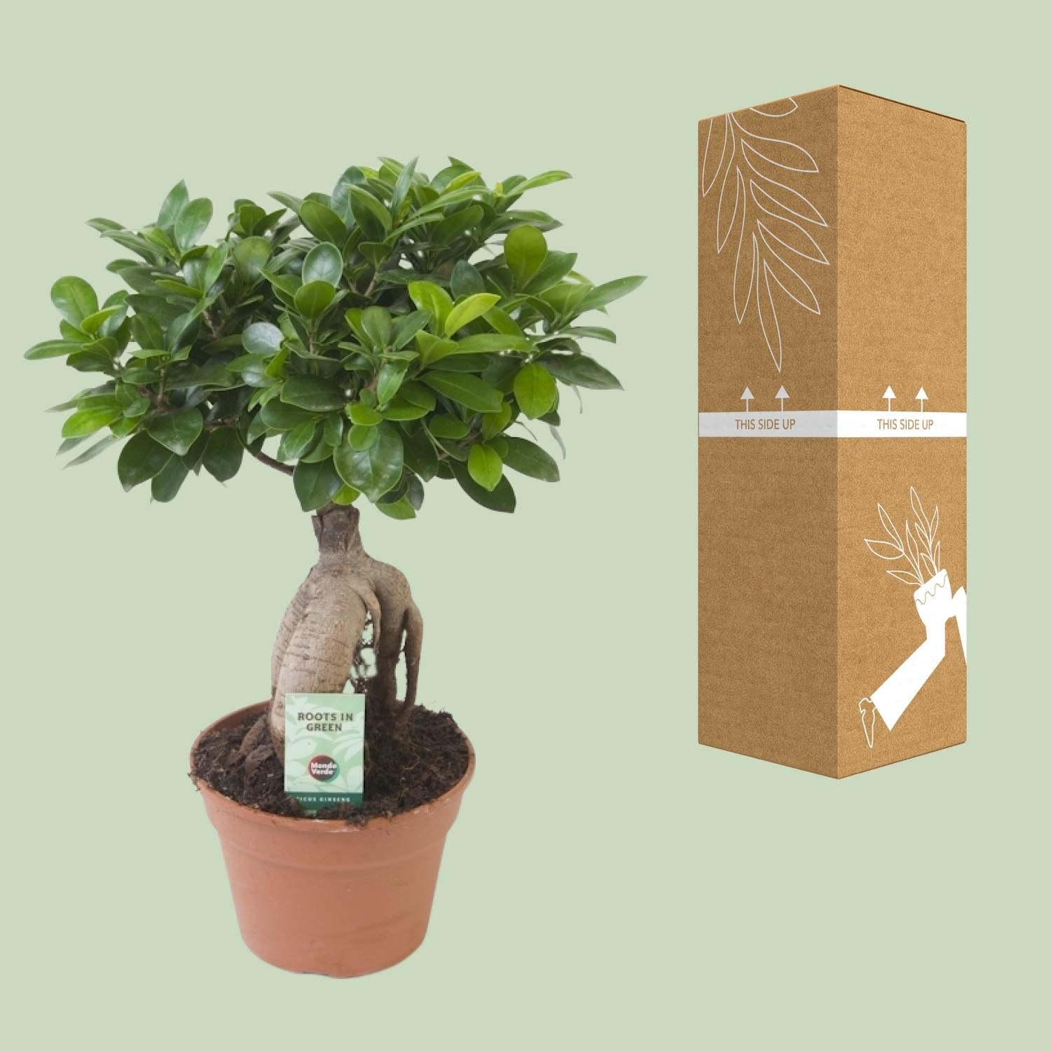 Ficus Ginseng (20669)