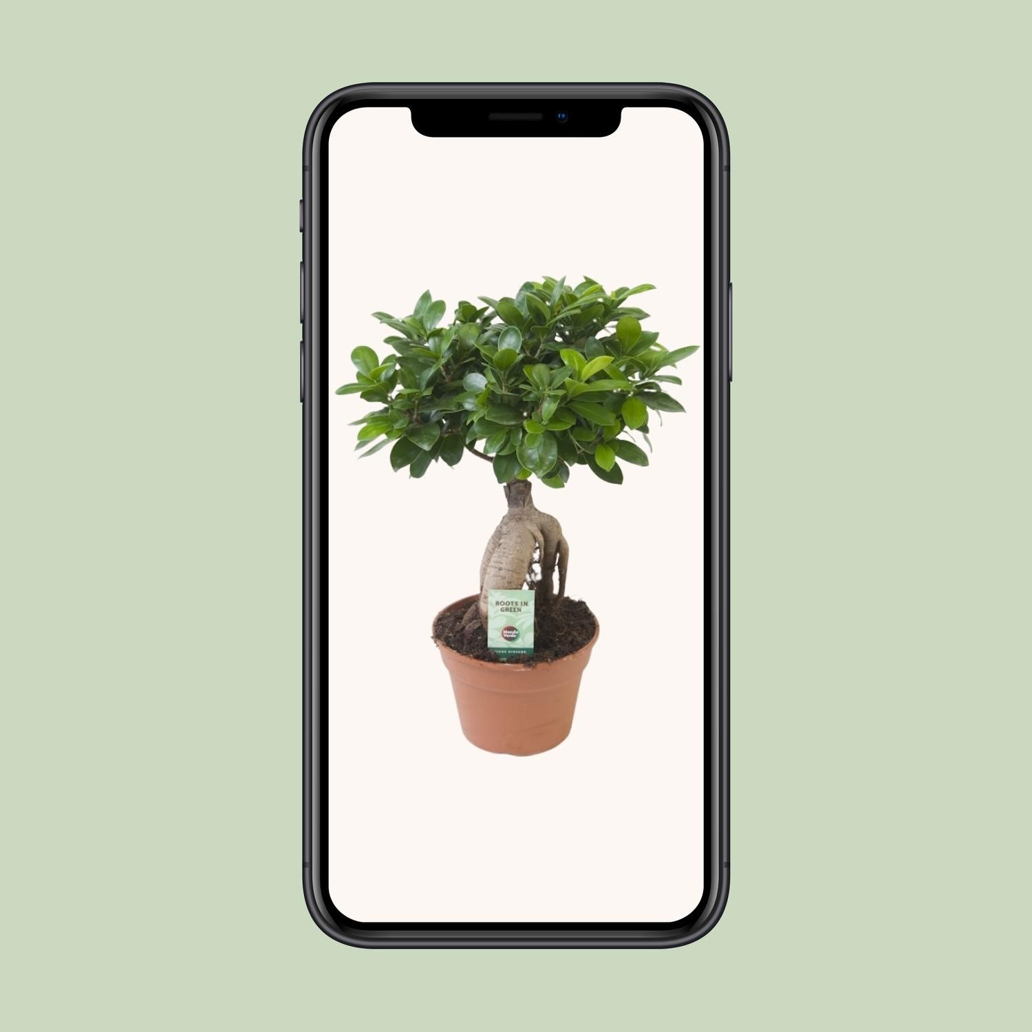 Ficus Ginseng (20669)