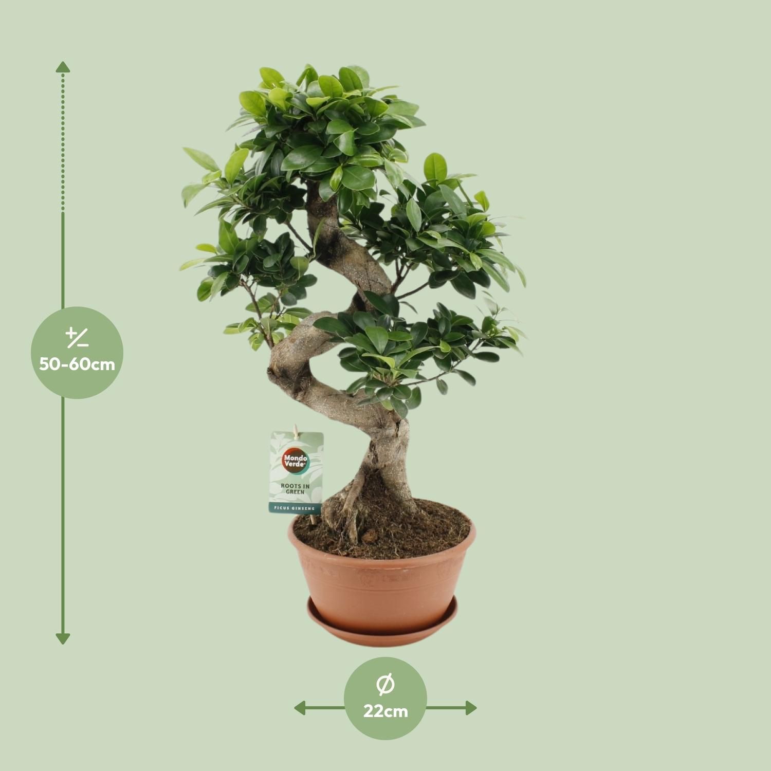 Ficus Ginseng (20653)