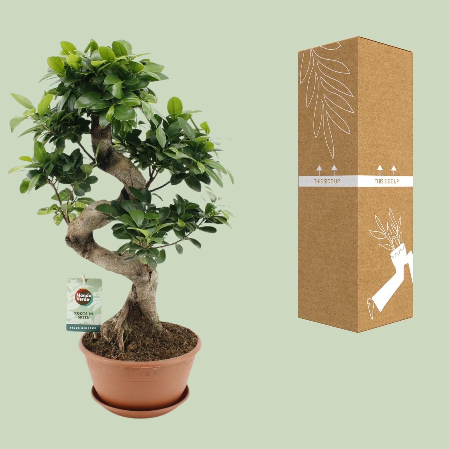 Ficus Ginseng (20653)
