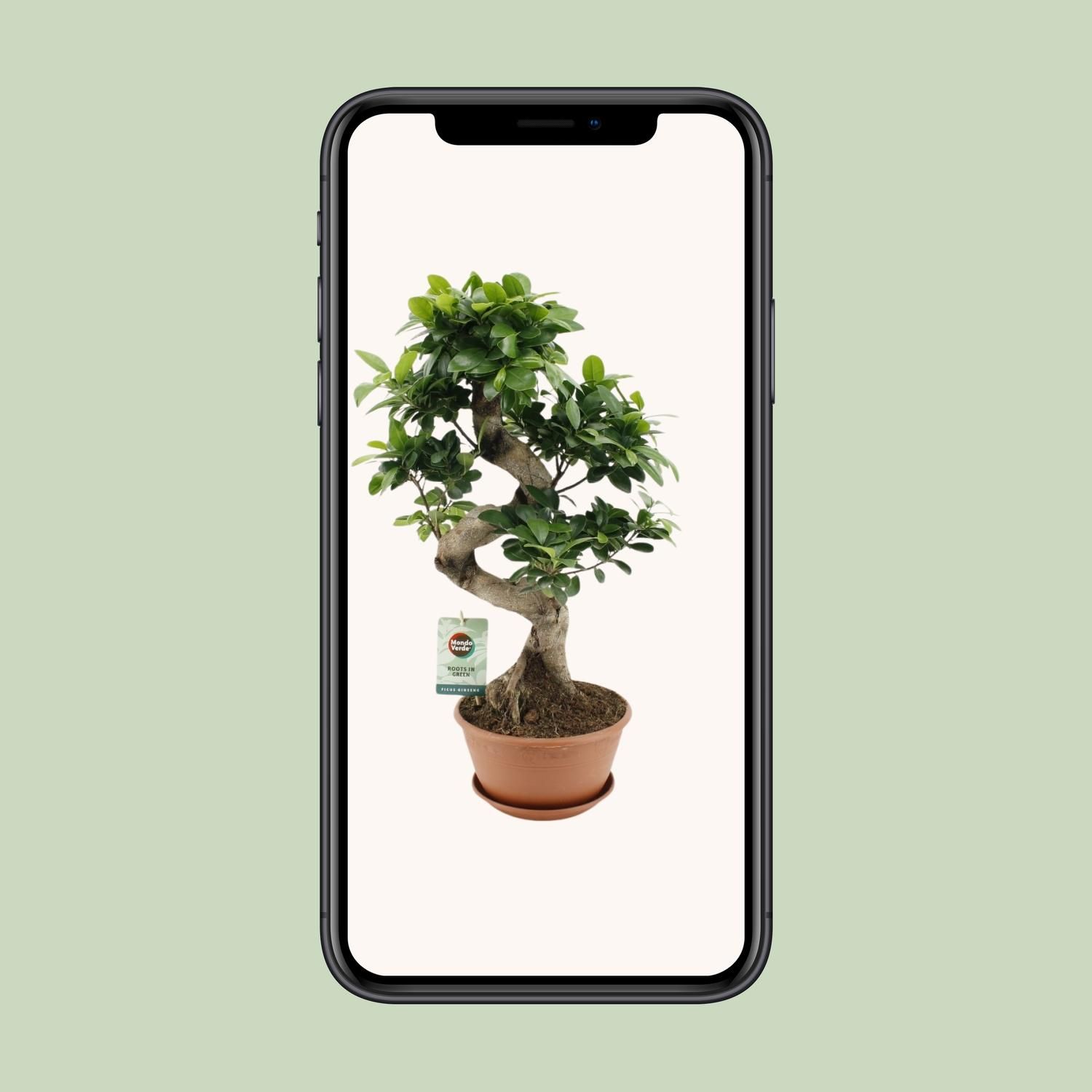 Ficus Ginseng (20653)