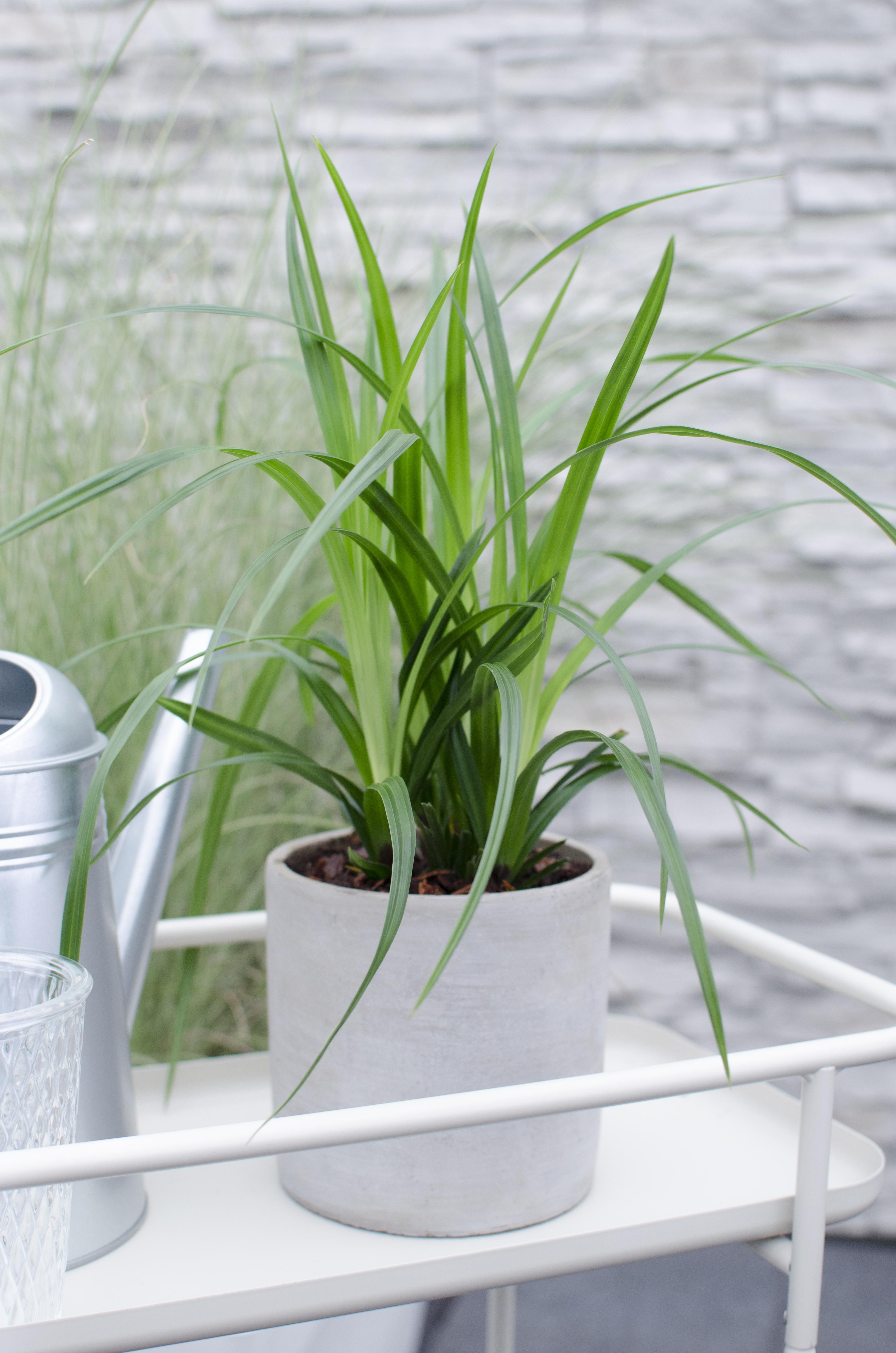 Hoogeveen 3x - Carex morrowii 'Irish Green' - ↨30cm - Ø14 (8720955321587)