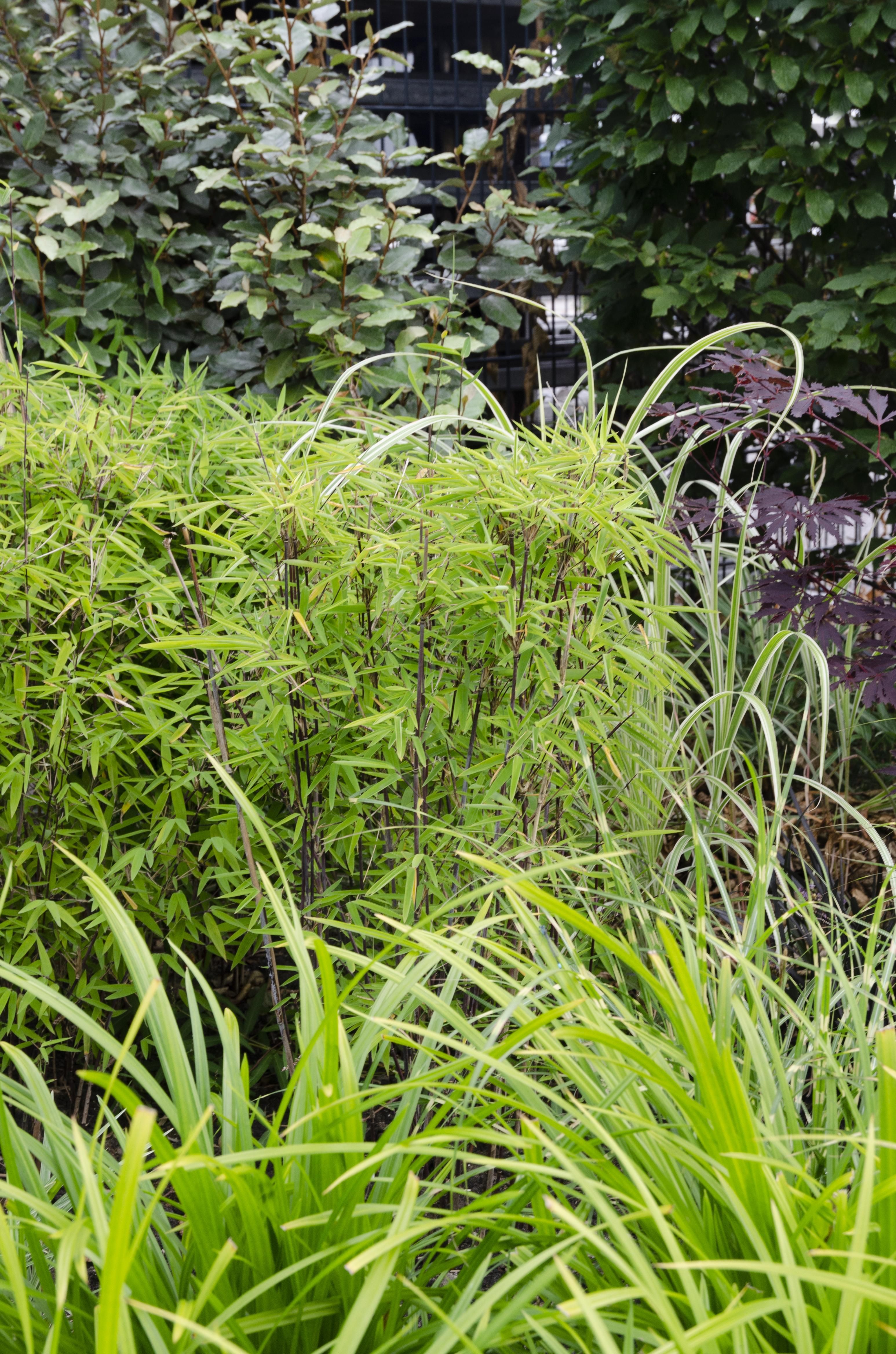 Hoogeveen 3x - Carex morrowii 'Irish Green' - ↨30cm - Ø14 (8720955321587)