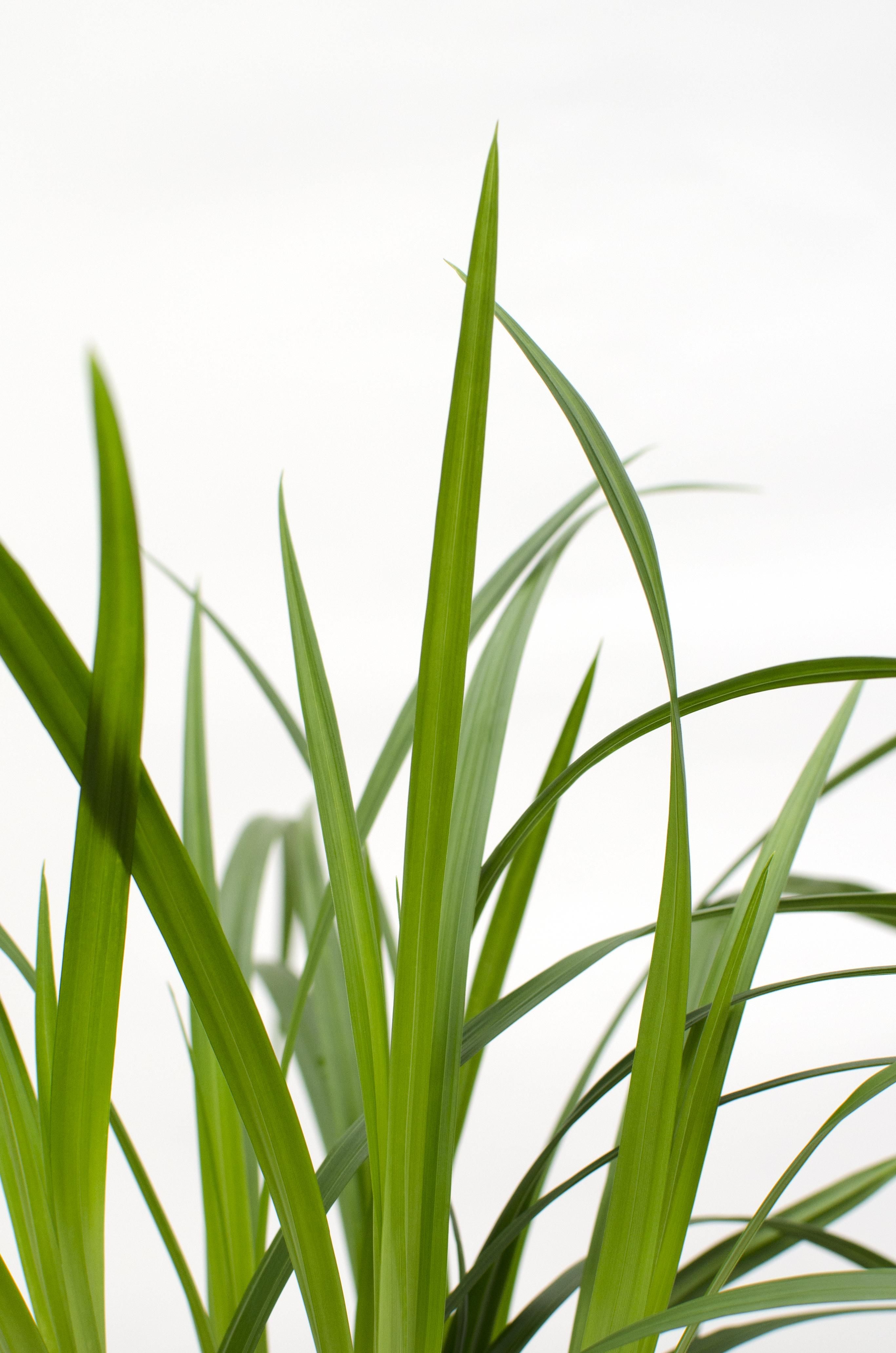 Hoogeveen 3x - Carex morrowii 'Irish Green' - ↨30cm - Ø14 (8720955321587)