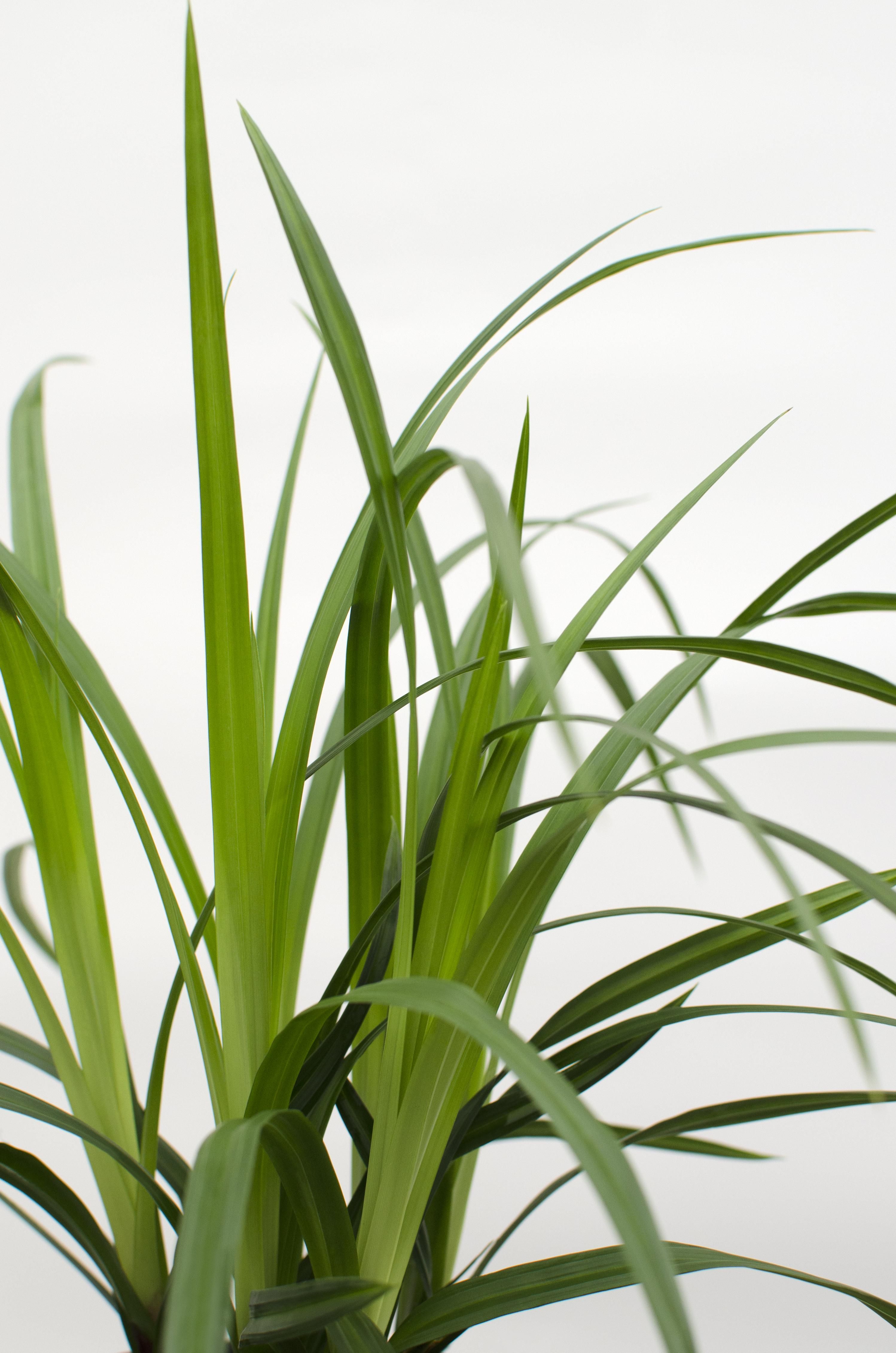 Hoogeveen 3x - Carex morrowii 'Irish Green' - ↨30cm - Ø14 (8720955321587)