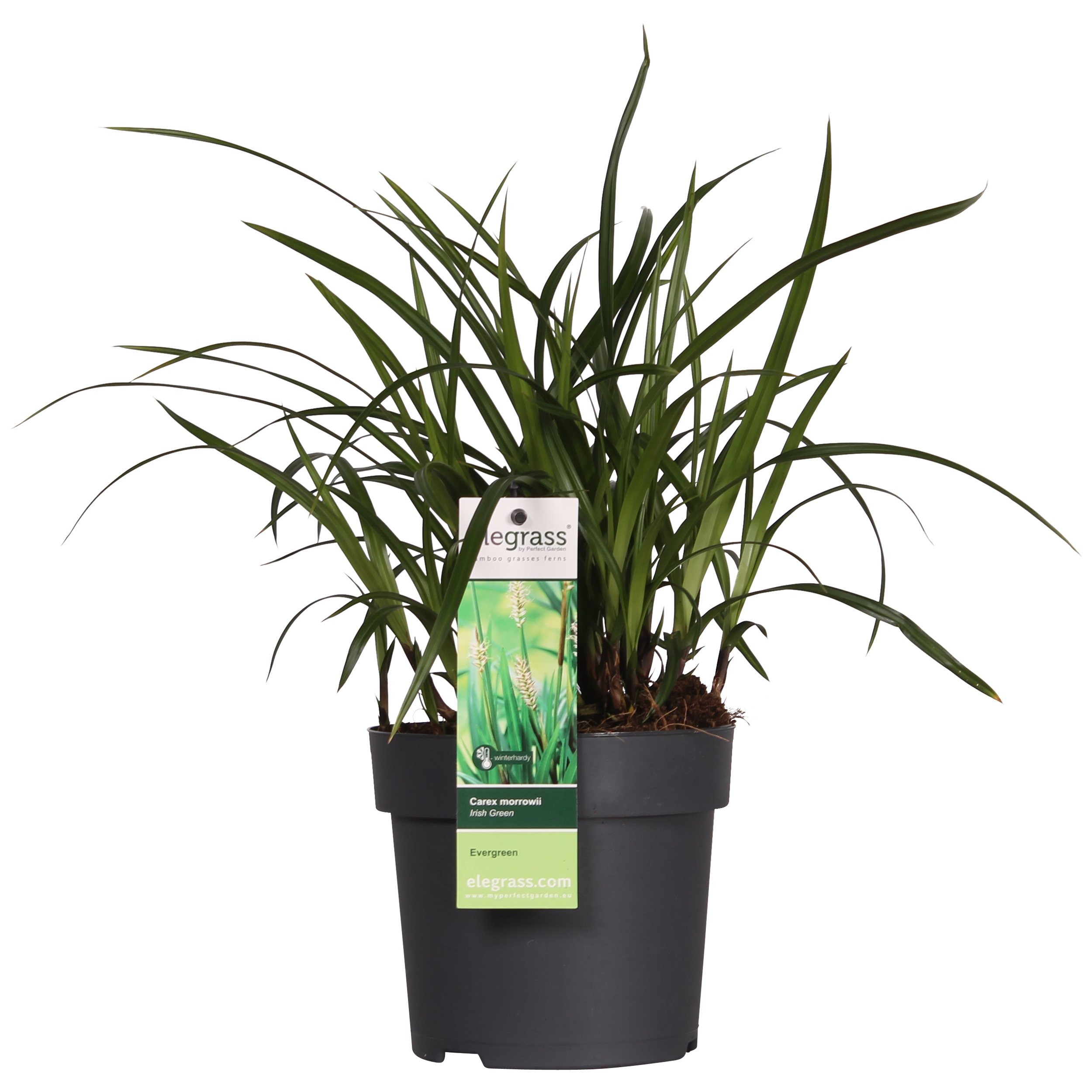 Hoogeveen 3x - Carex morrowii 'Irish Green' - ↨30cm - Ø14 (8720955321587)
