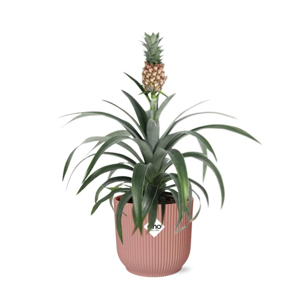 Mother's Day - Ananas Mi Amigo in ELHO Vibes Fold 14cm roze (21730)