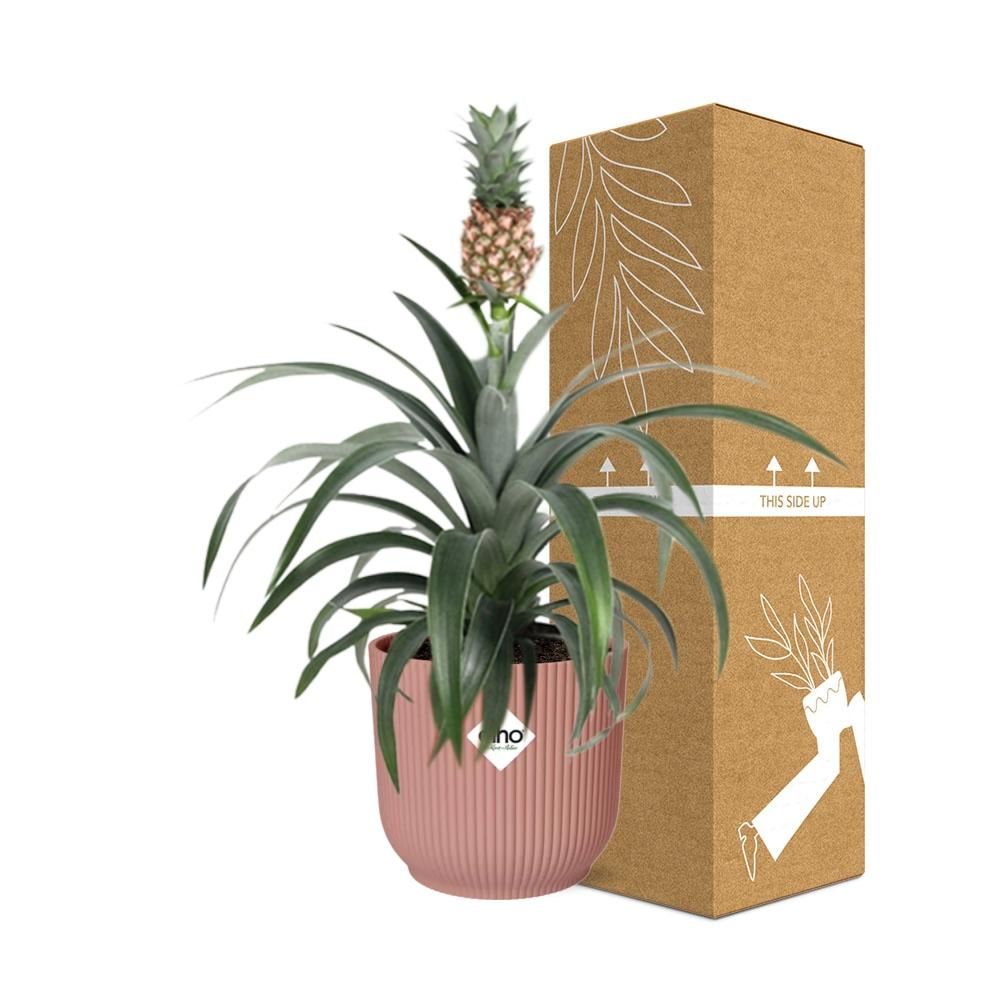 Mother's Day - Ananas Mi Amigo in ELHO Vibes Fold 14cm roze (21730)