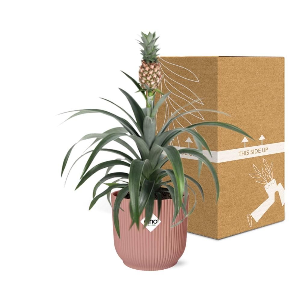Mother's Day - Ananas Mi Amigo in ELHO Vibes Fold 14cm roze (21730)