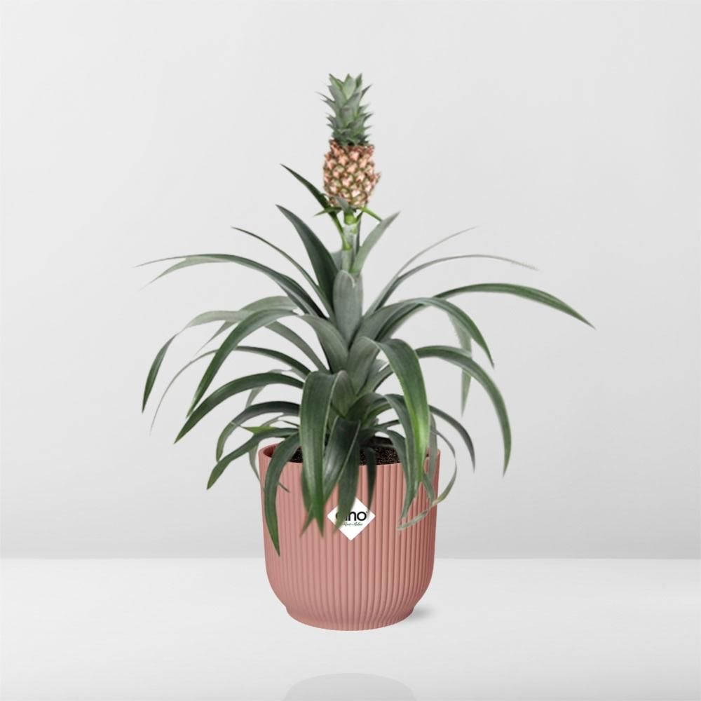 Mother's Day - Ananas Mi Amigo in ELHO Vibes Fold 14cm roze (21730)