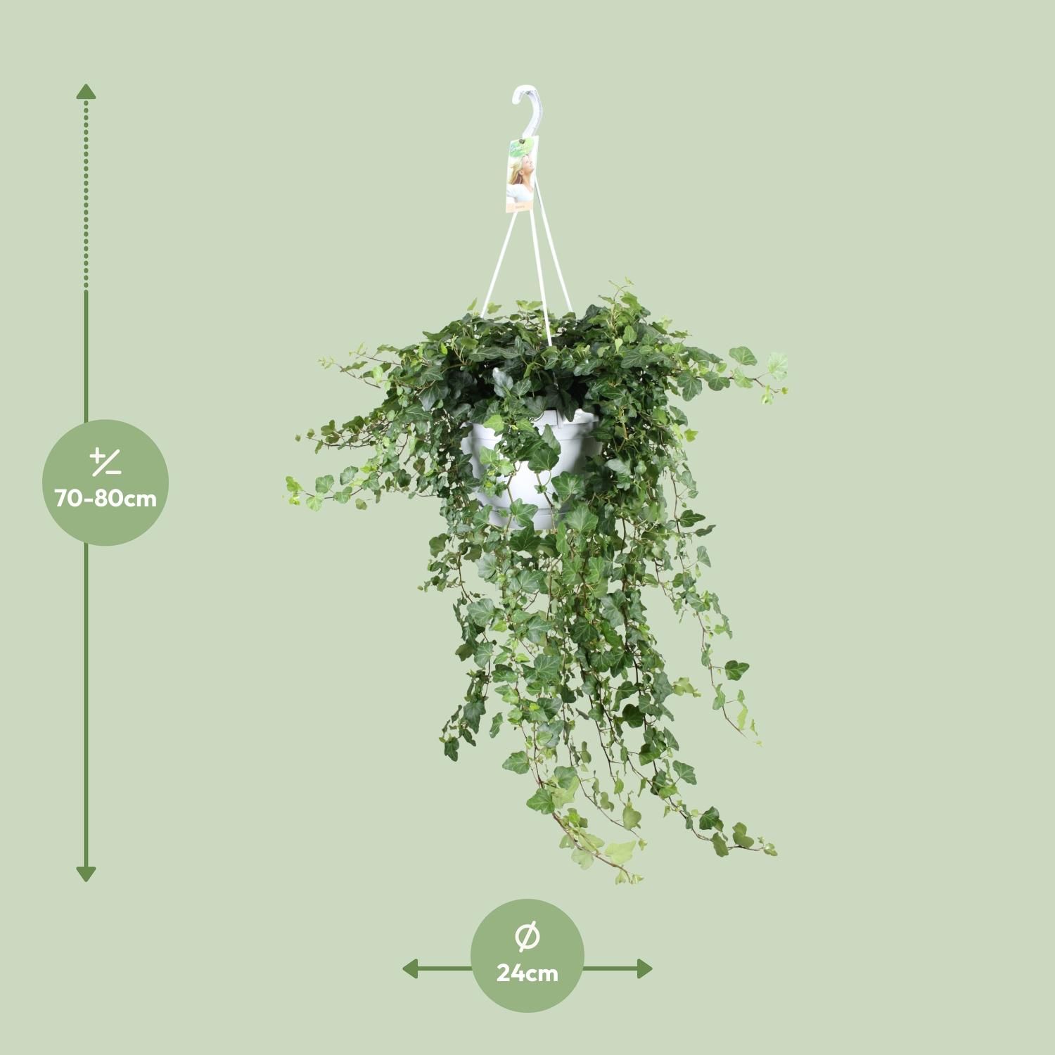 Hedera Wonder Green - - Ø24 - ↨70cm (8720634284615)