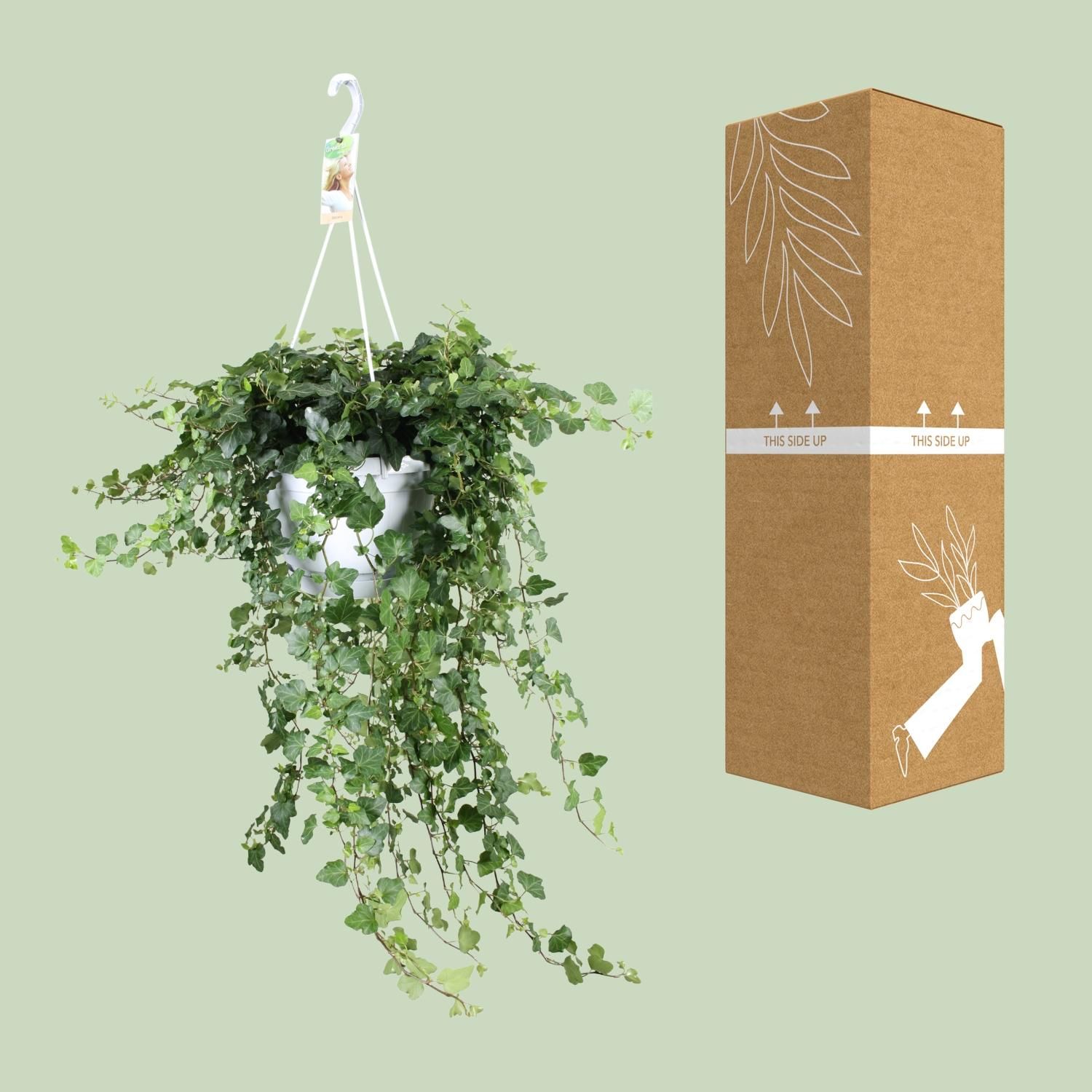Hedera Wonder Green - - Ø24 - ↨70cm (8720634284615)
