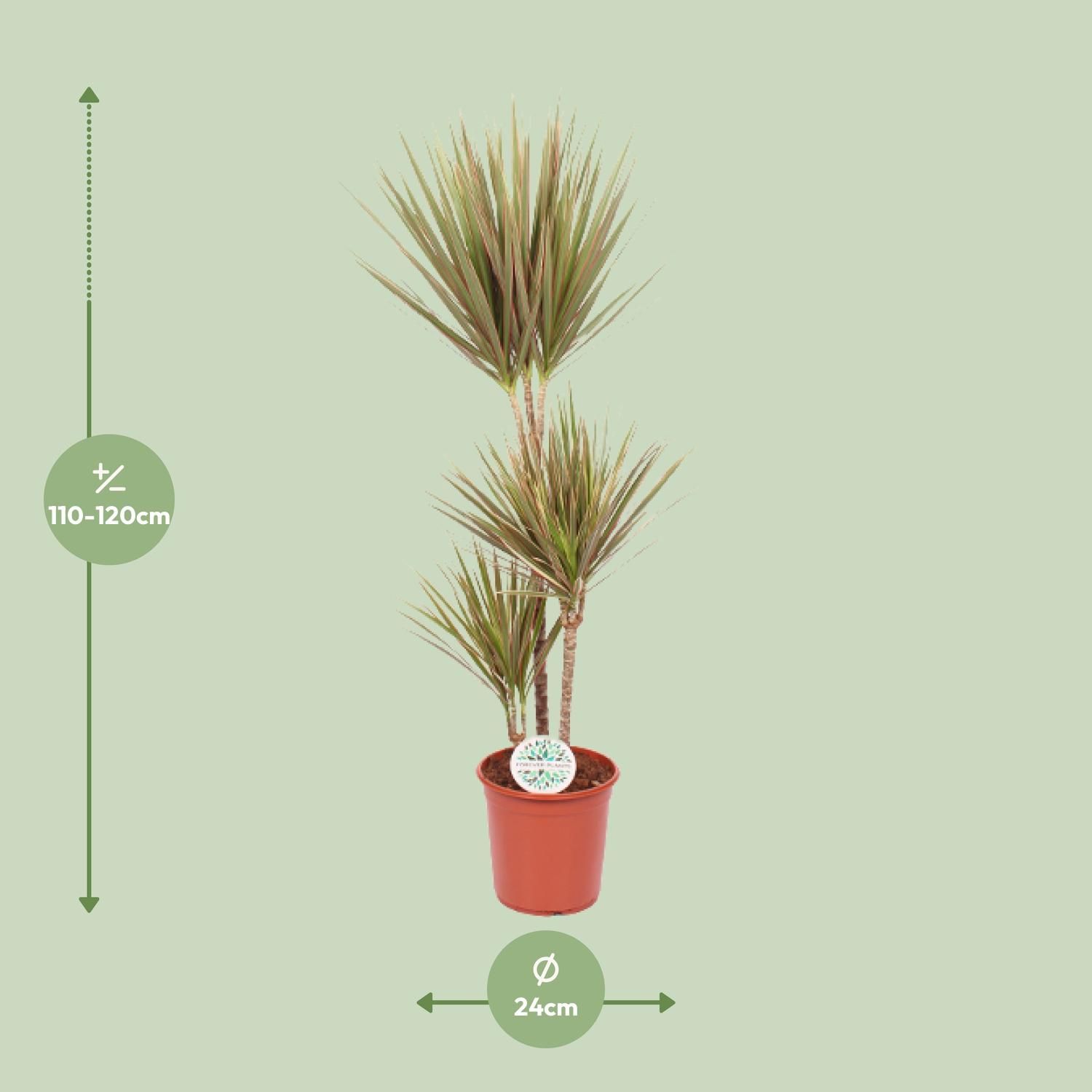 Dracaena Bicolor (15791)