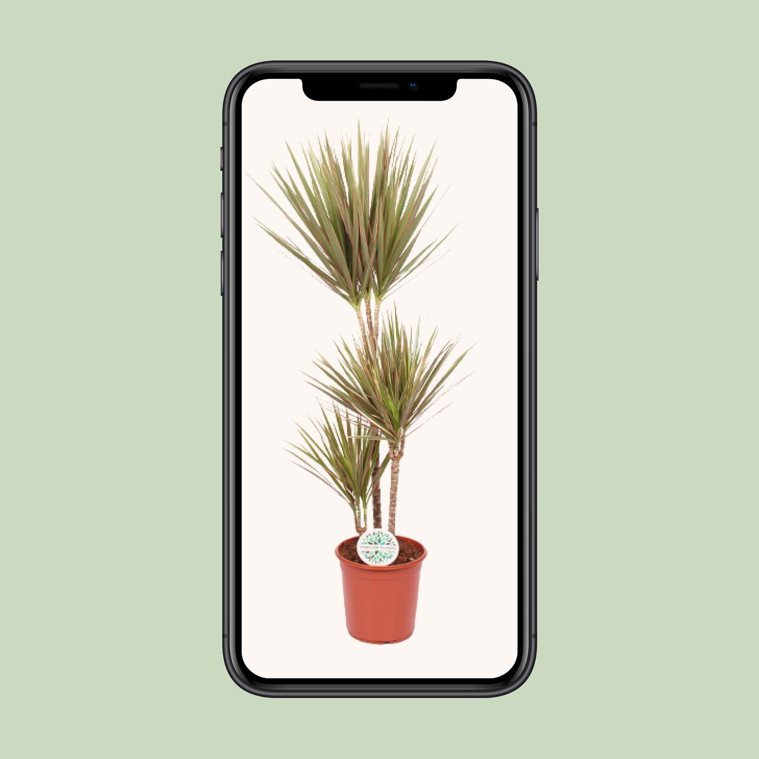 Dracaena Bicolor (15791)