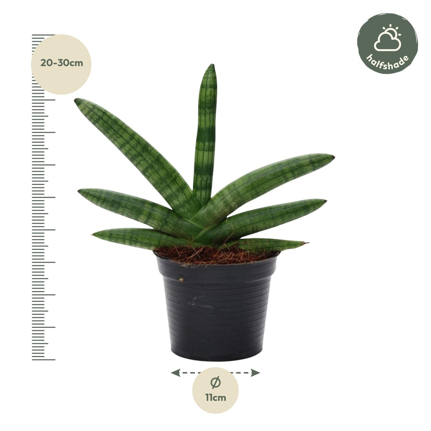 Sansevieria Skyline - 25 cm - ø10,5 (8721081685062)