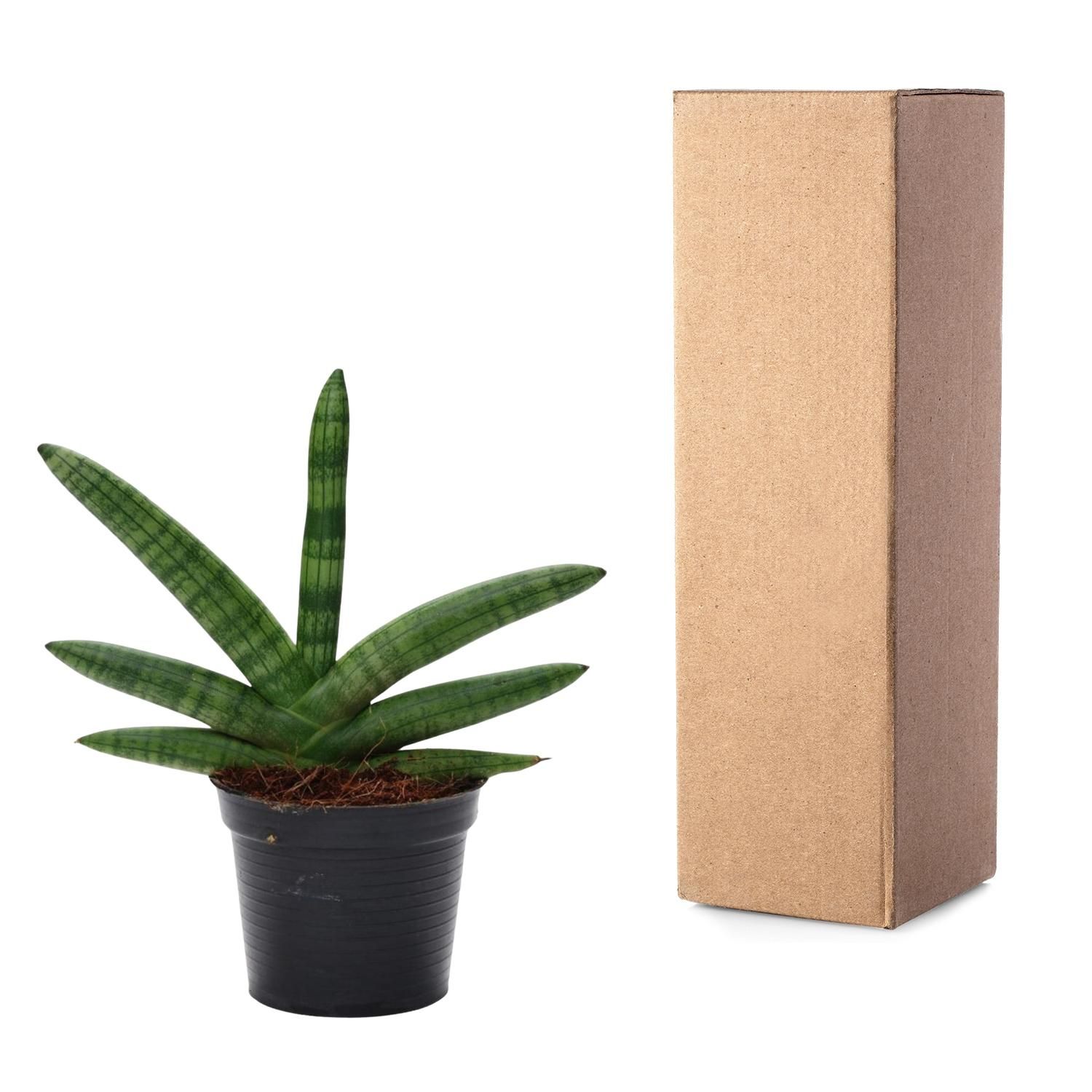 Sansevieria Skyline - 25 cm - ø10,5 (8721081685062)