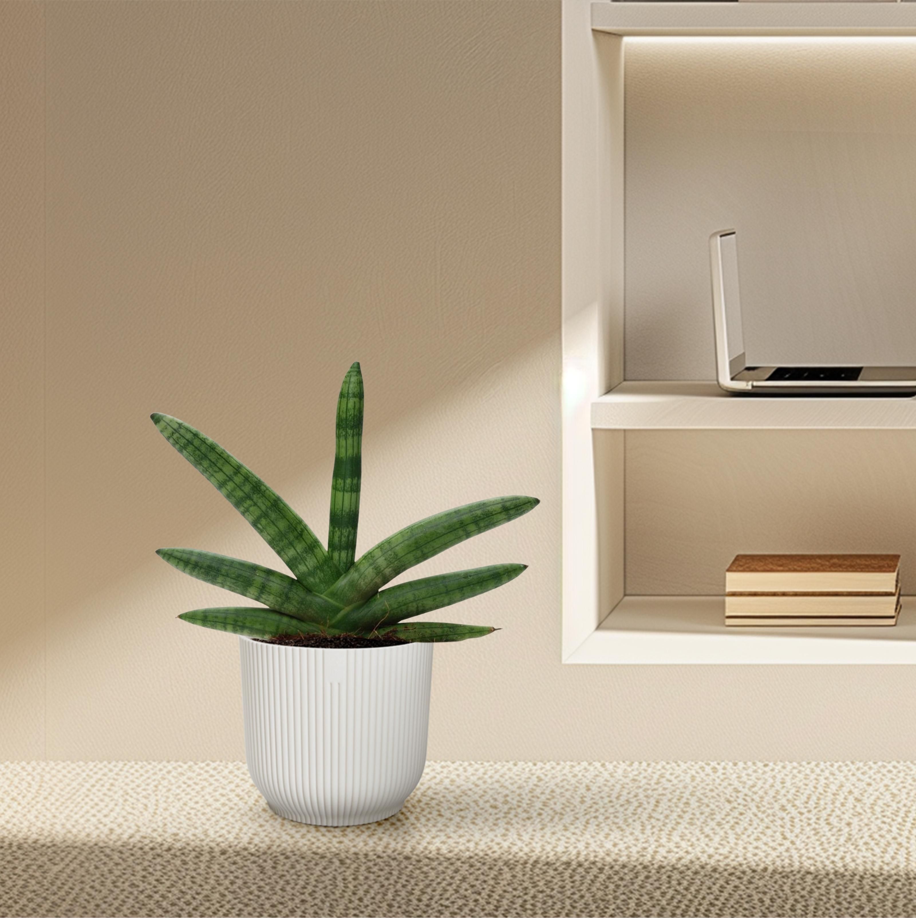 Sansevieria Skyline - 25 cm - ø10,5 (8721081685062)