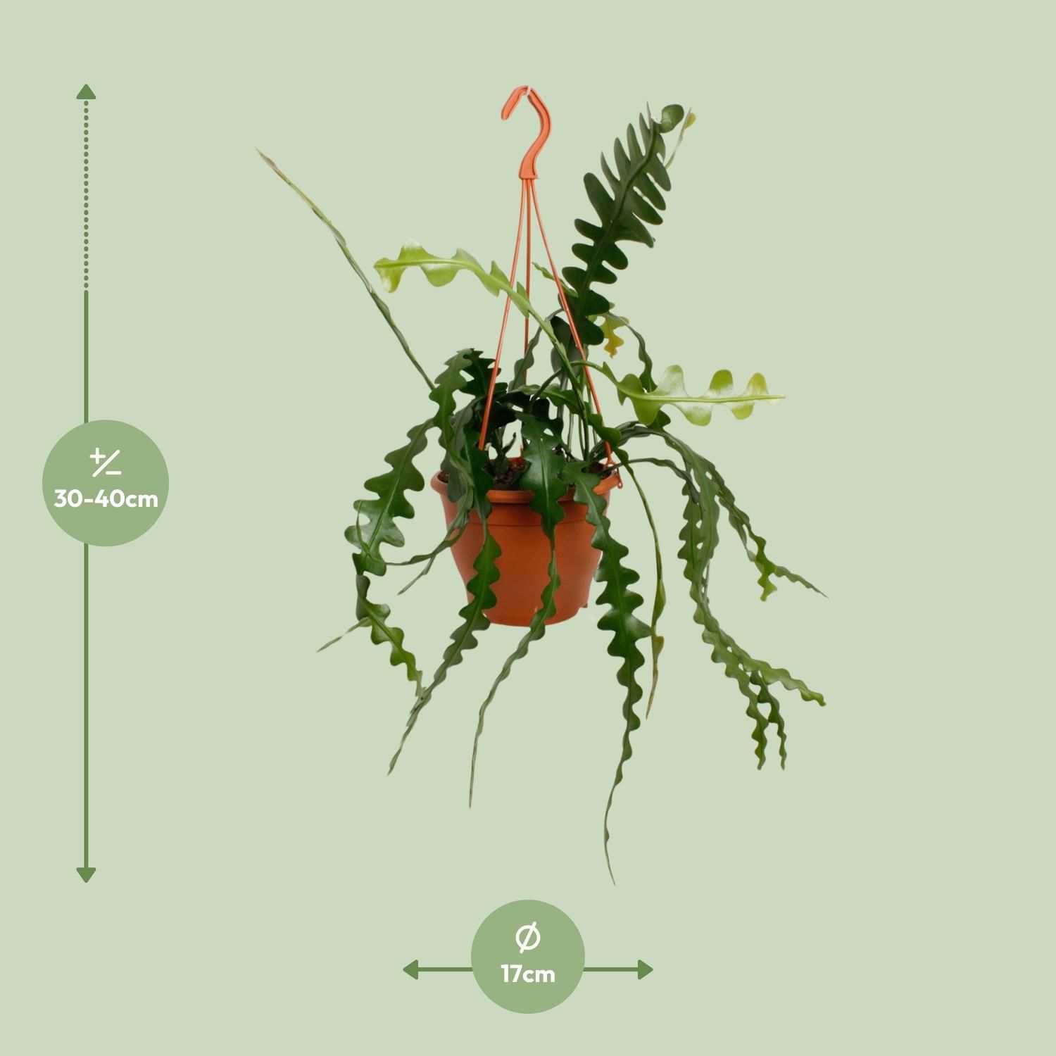 Epiphyllum Anguliger (20478)