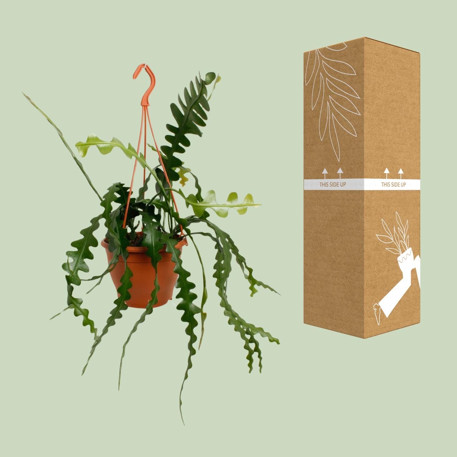 Epiphyllum Anguliger (20478)