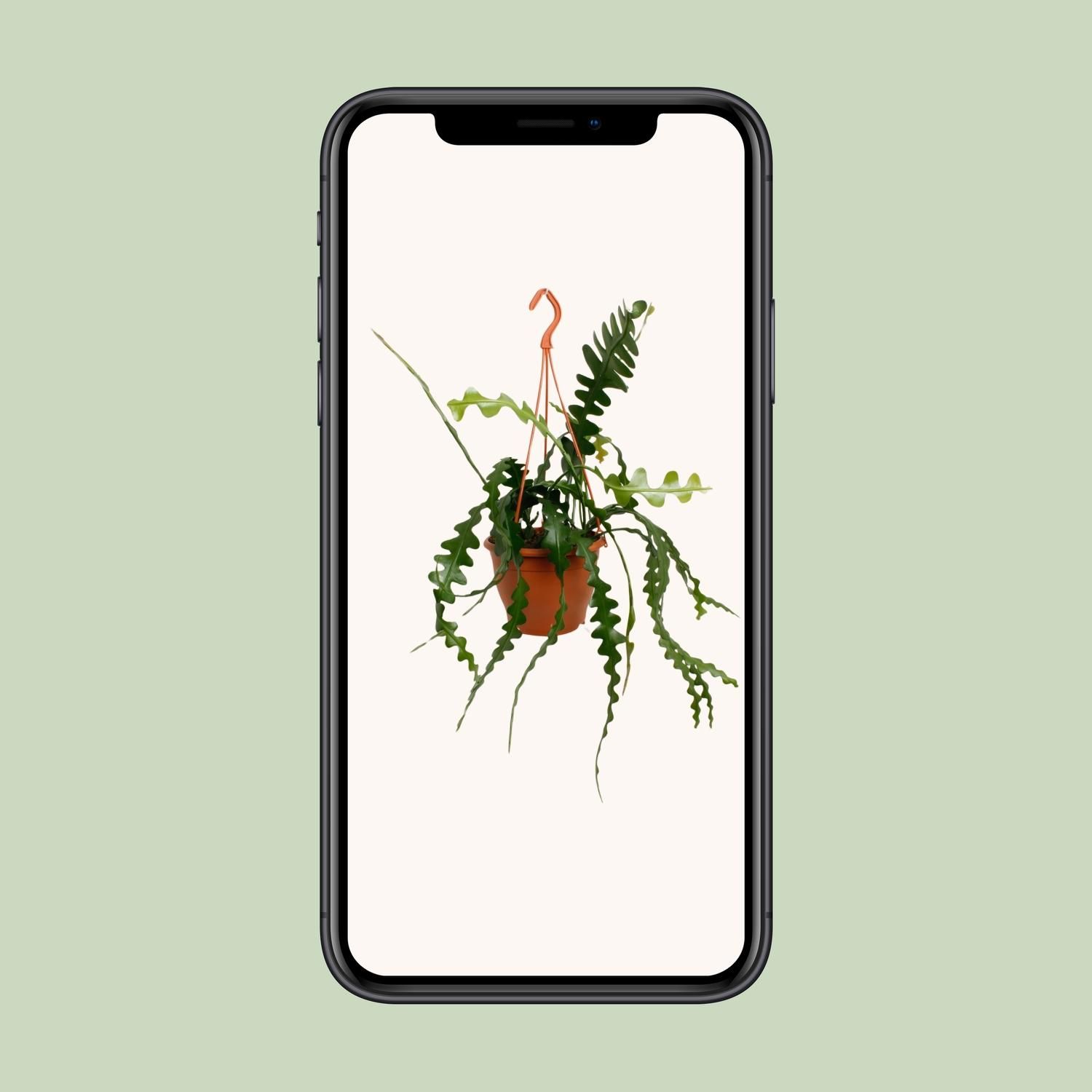 Epiphyllum Anguliger (20478)