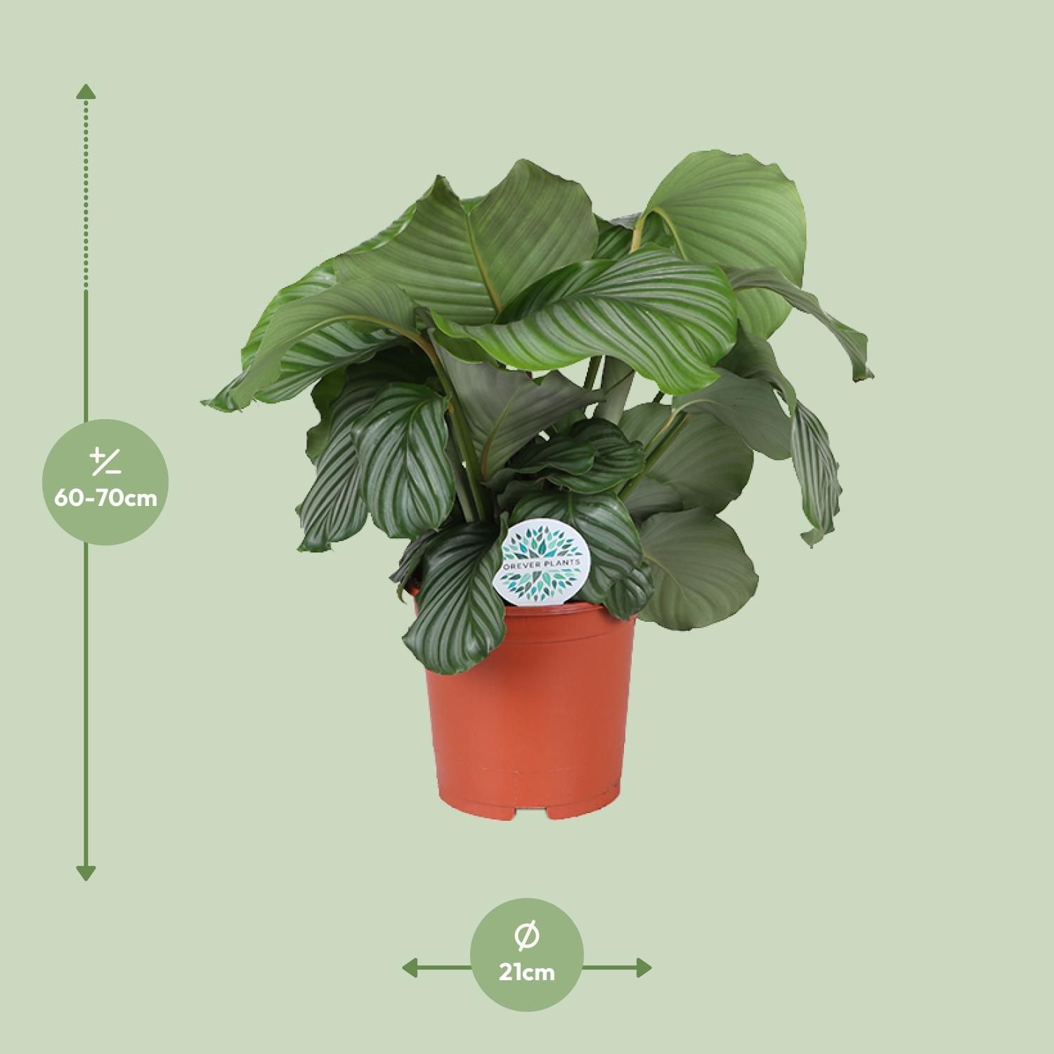 Calathea Orbifolia (15757)