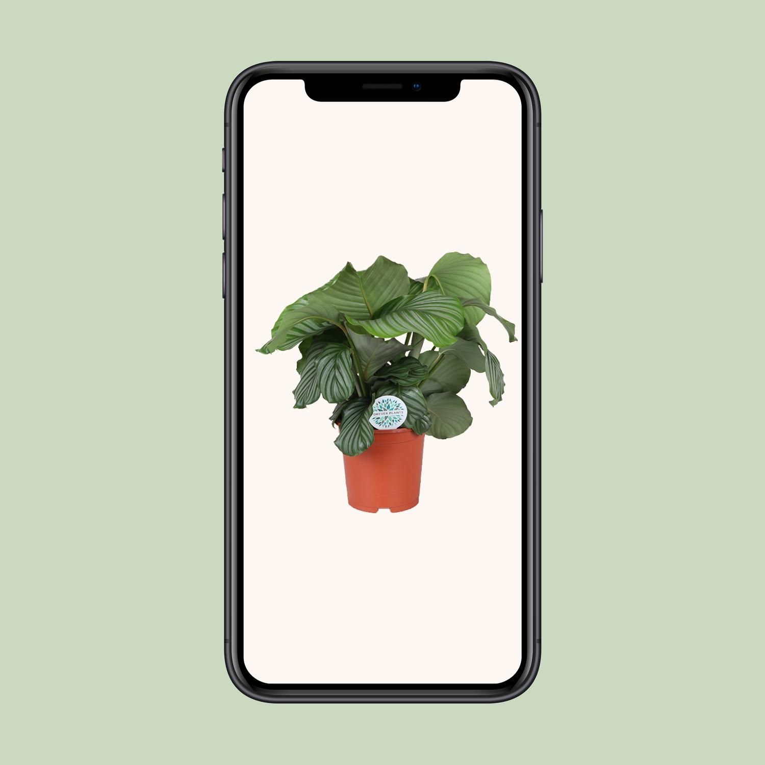 Calathea Orbifolia (15757)