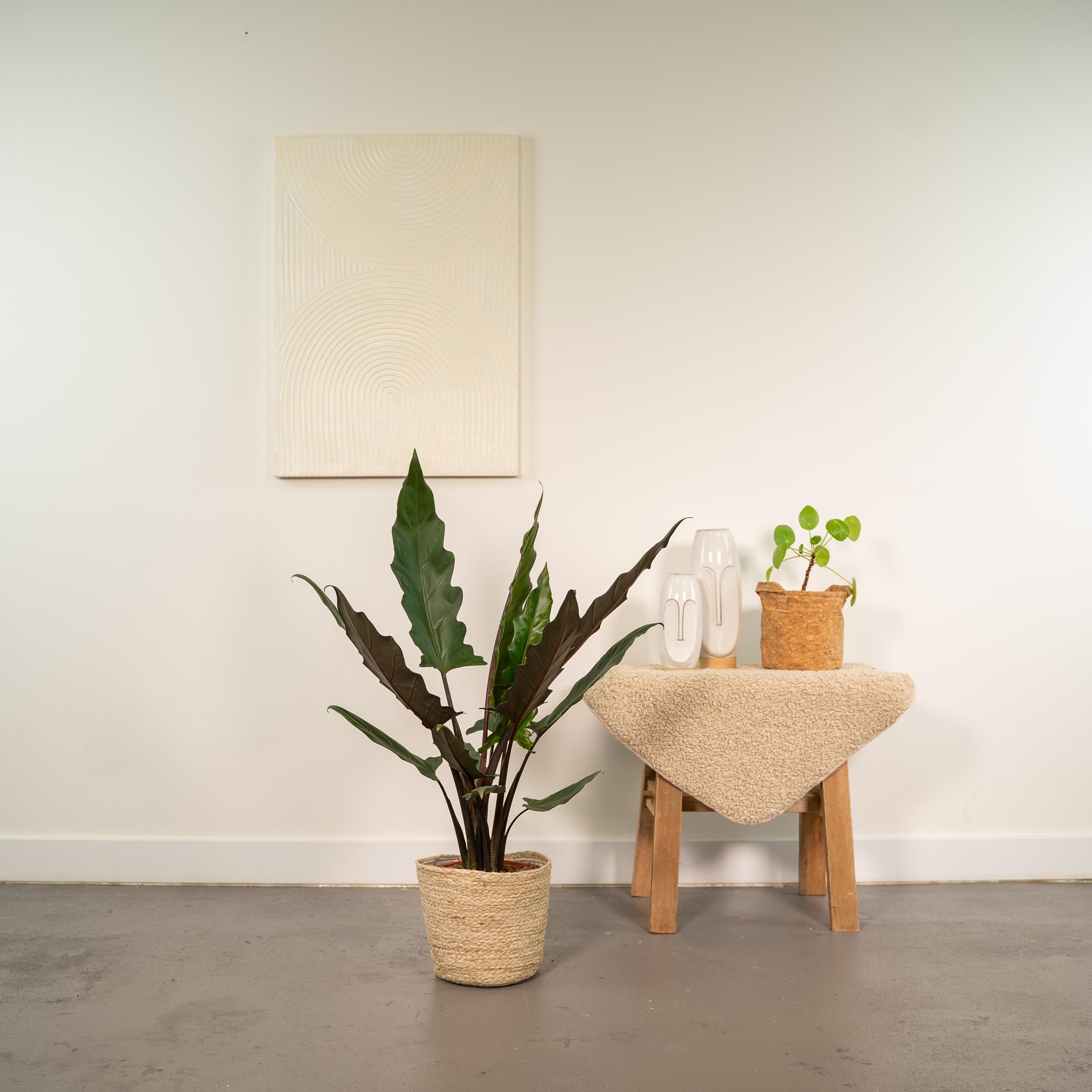 Alocasia Lauterbachiana - Mand Selin (8720634289559)