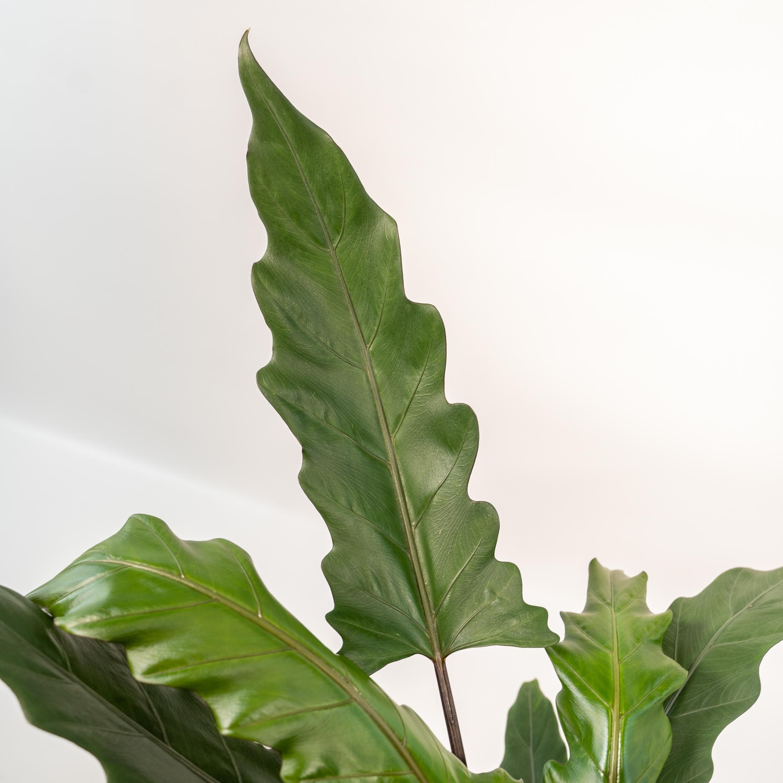 Alocasia Lauterbachiana - Mand Selin (8720634289559)