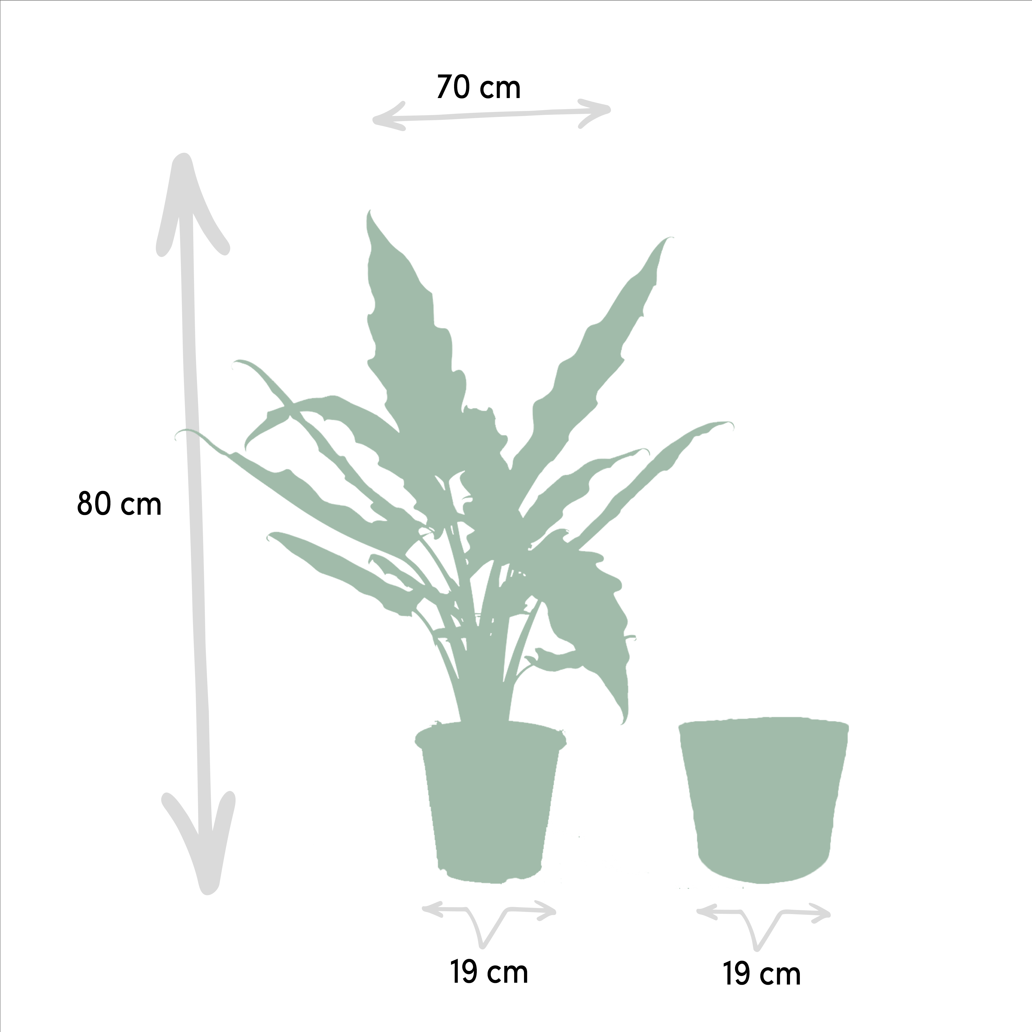 Alocasia Lauterbachiana - Mand Selin (8720634289559)