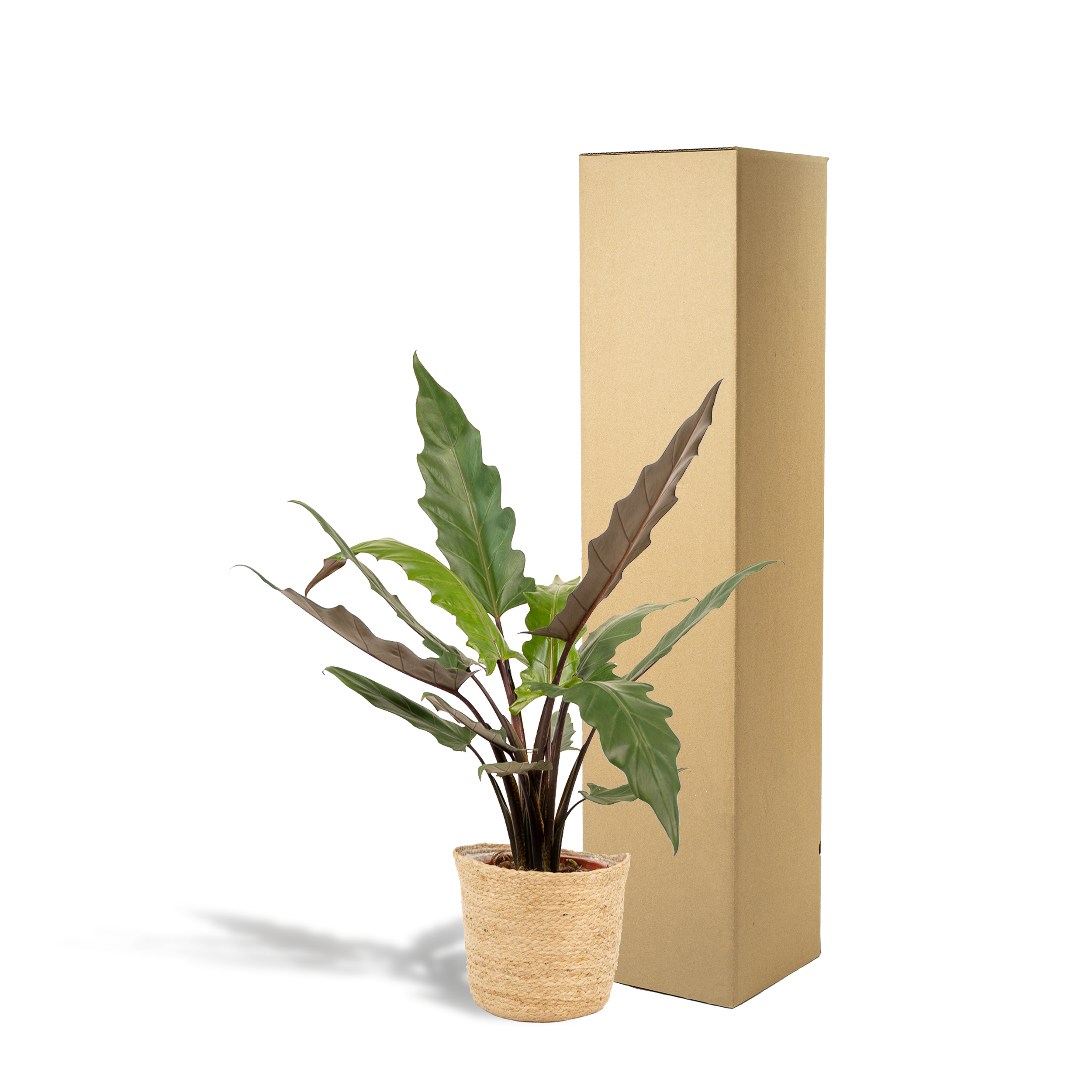 Alocasia Lauterbachiana - Mand Selin (8720634289559)