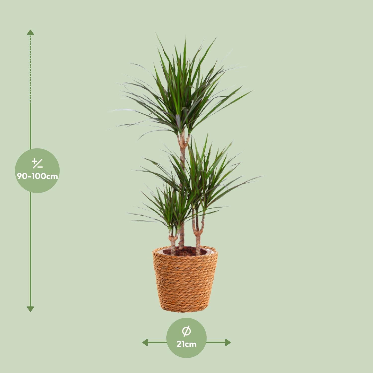 Dracaena Marginata (15847)
