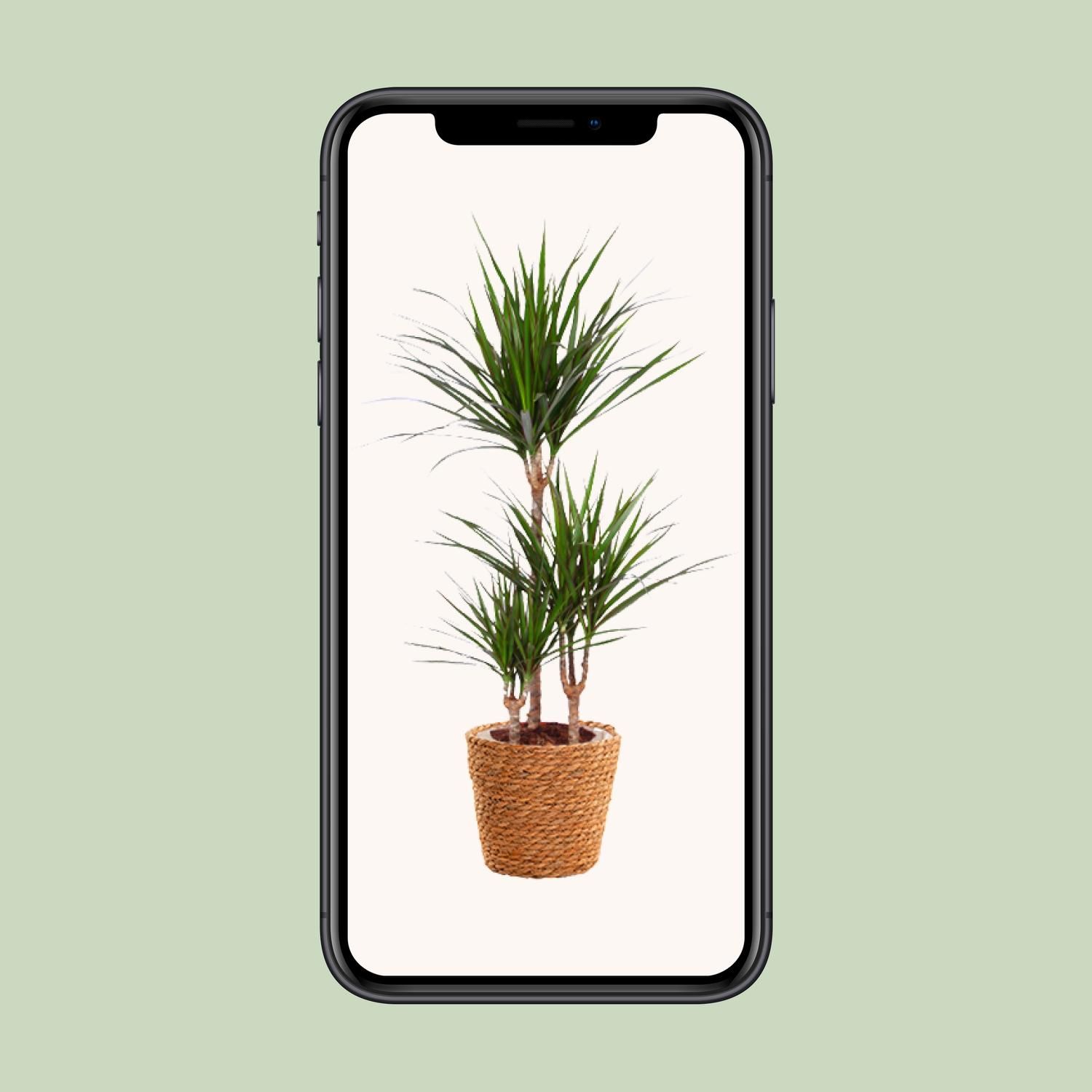 Dracaena Marginata (15847)