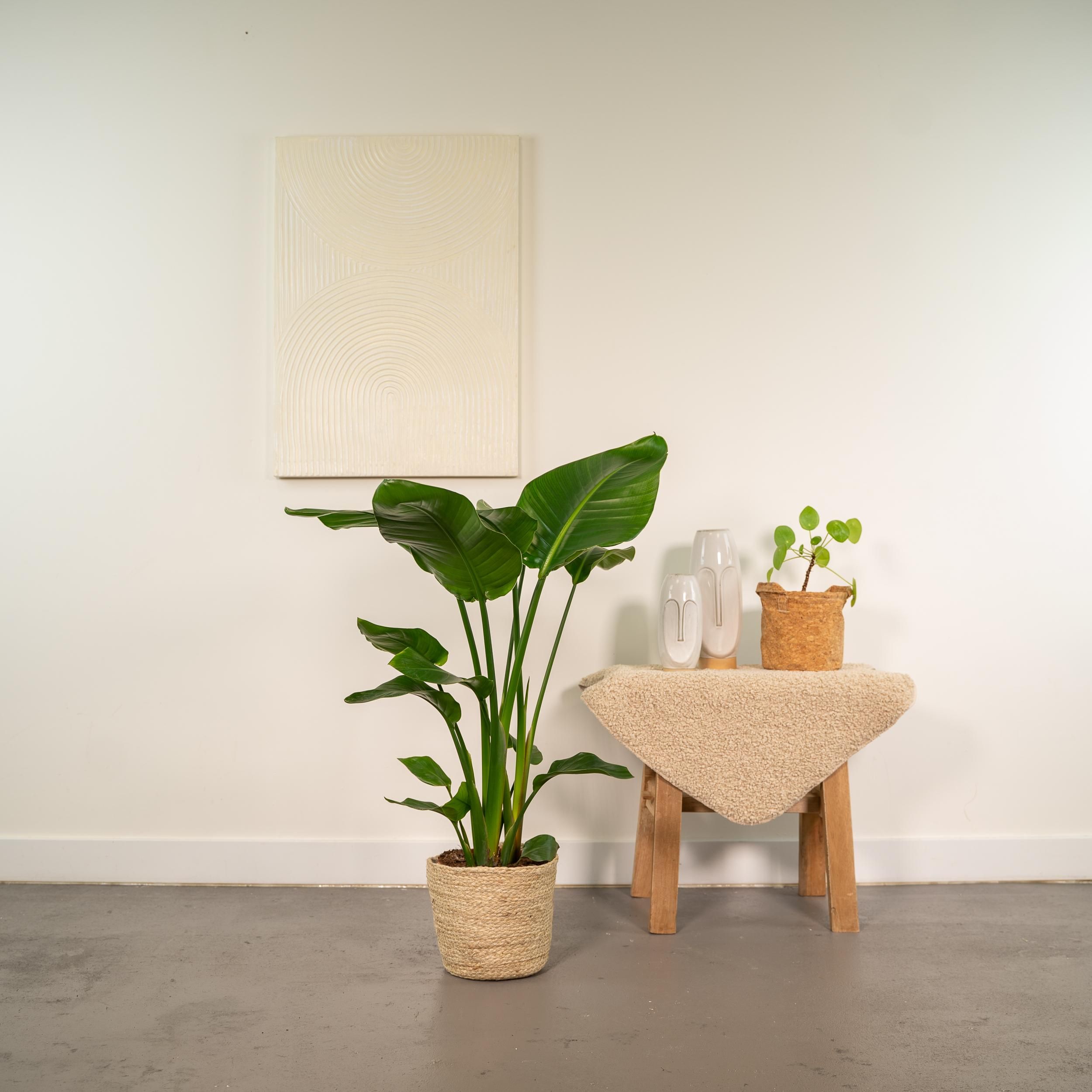 Strelitzia Nicolai - Mand Selin (8720634289573)
