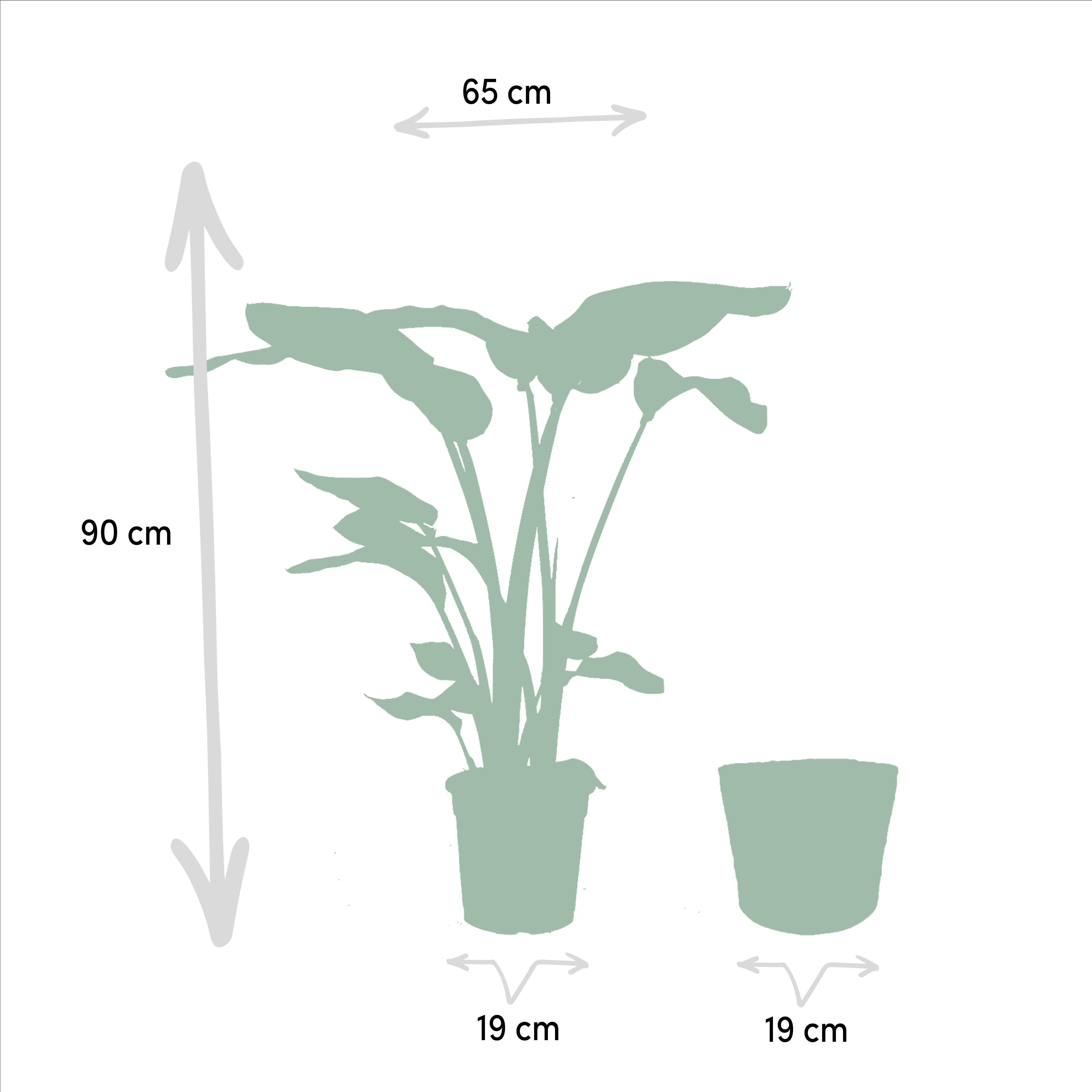 Strelitzia Nicolai - Mand Selin (8720634289573)