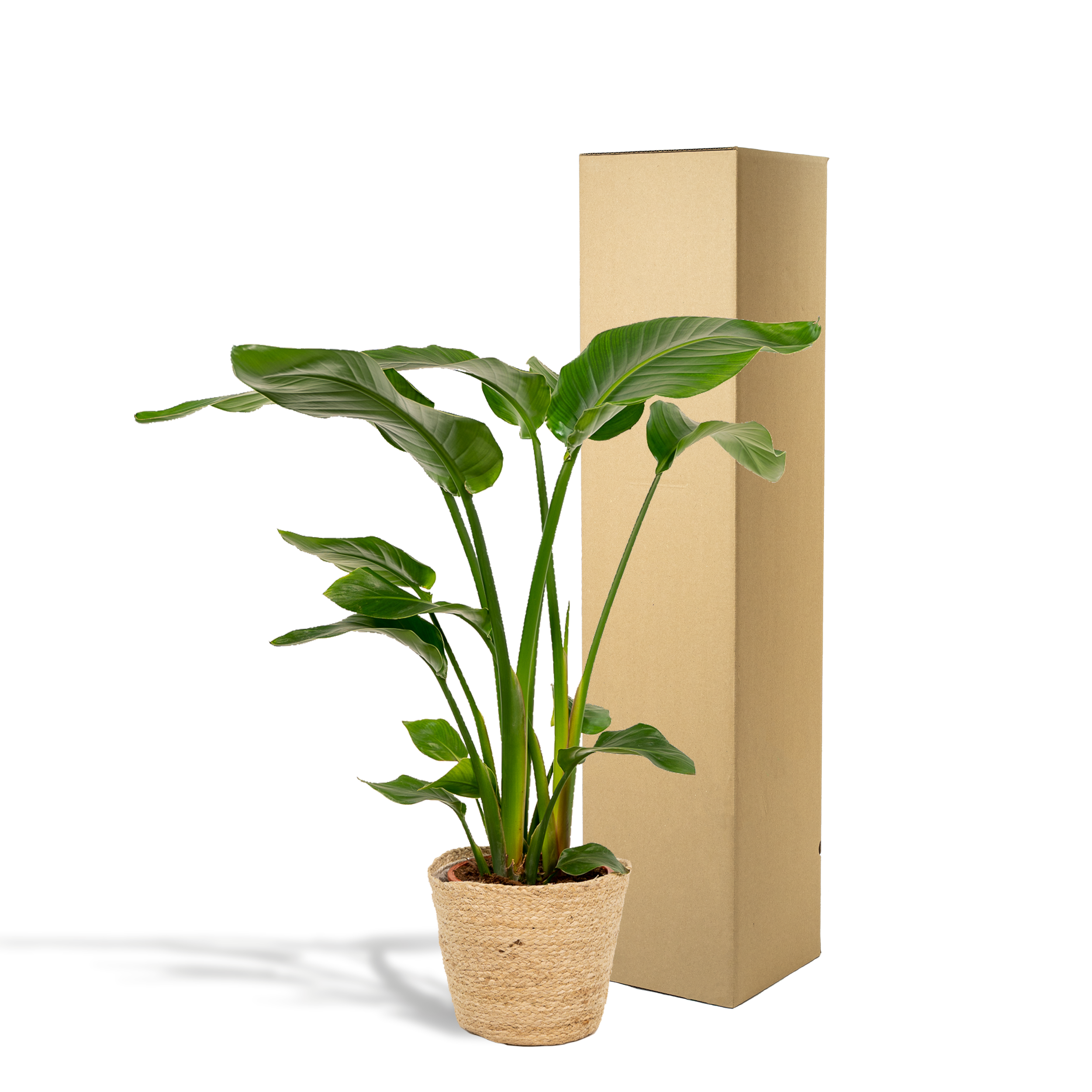 Strelitzia Nicolai - Mand Selin (8720634289573)