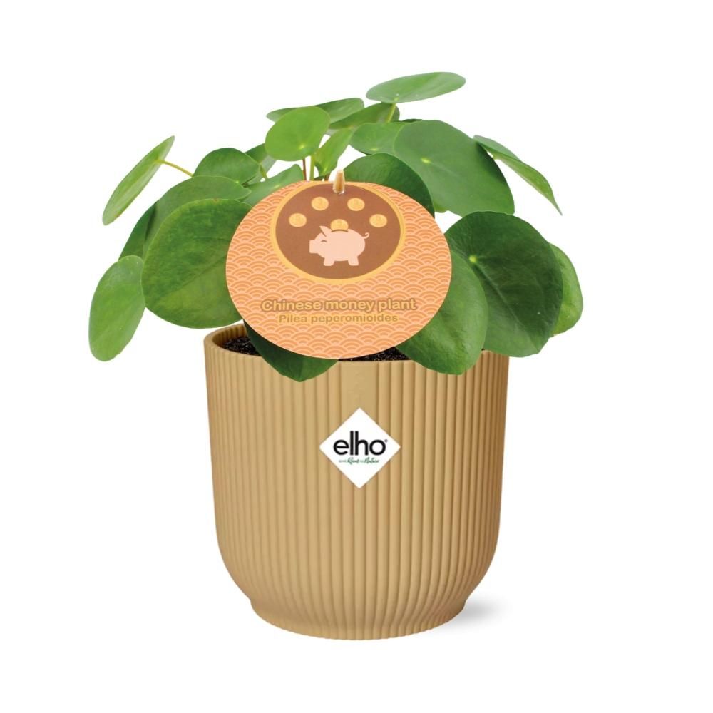 Pilea Peperomioides 12cm in ELHO Vibes Fold 14cm geel (21688)