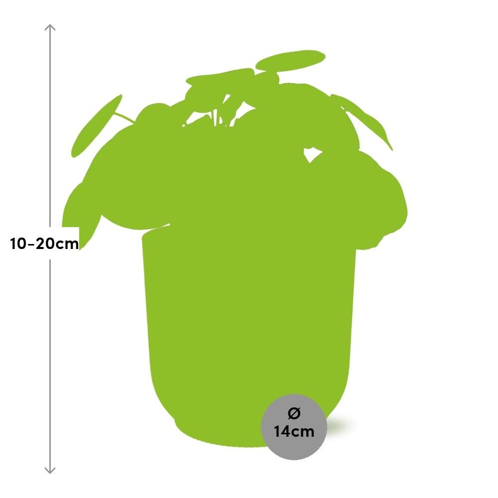 Pilea Peperomioides 12cm in ELHO Vibes Fold 14cm geel (21688)