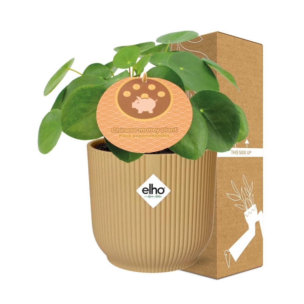 Pilea Peperomioides 12cm in ELHO Vibes Fold 14cm geel (21688)