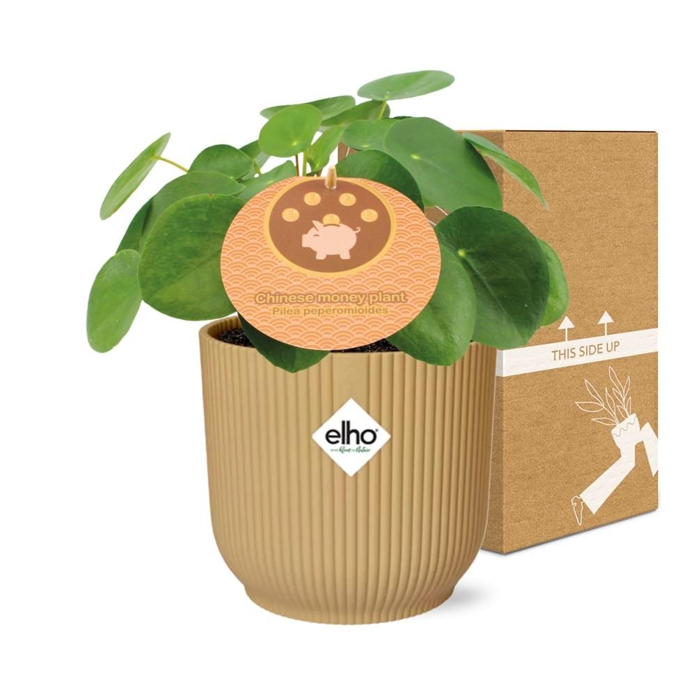 Pilea Peperomioides 12cm in ELHO Vibes Fold 14cm geel (21688)