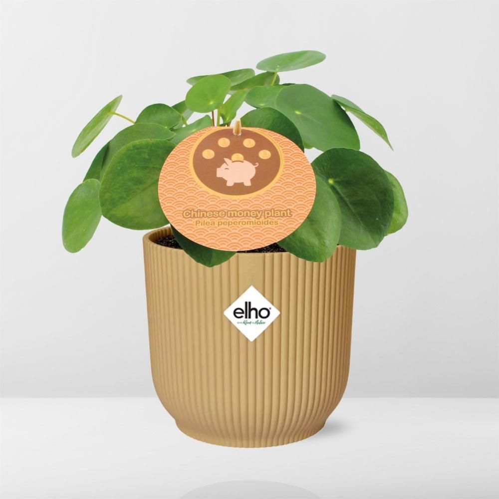 Pilea Peperomioides 12cm in ELHO Vibes Fold 14cm geel (21688)
