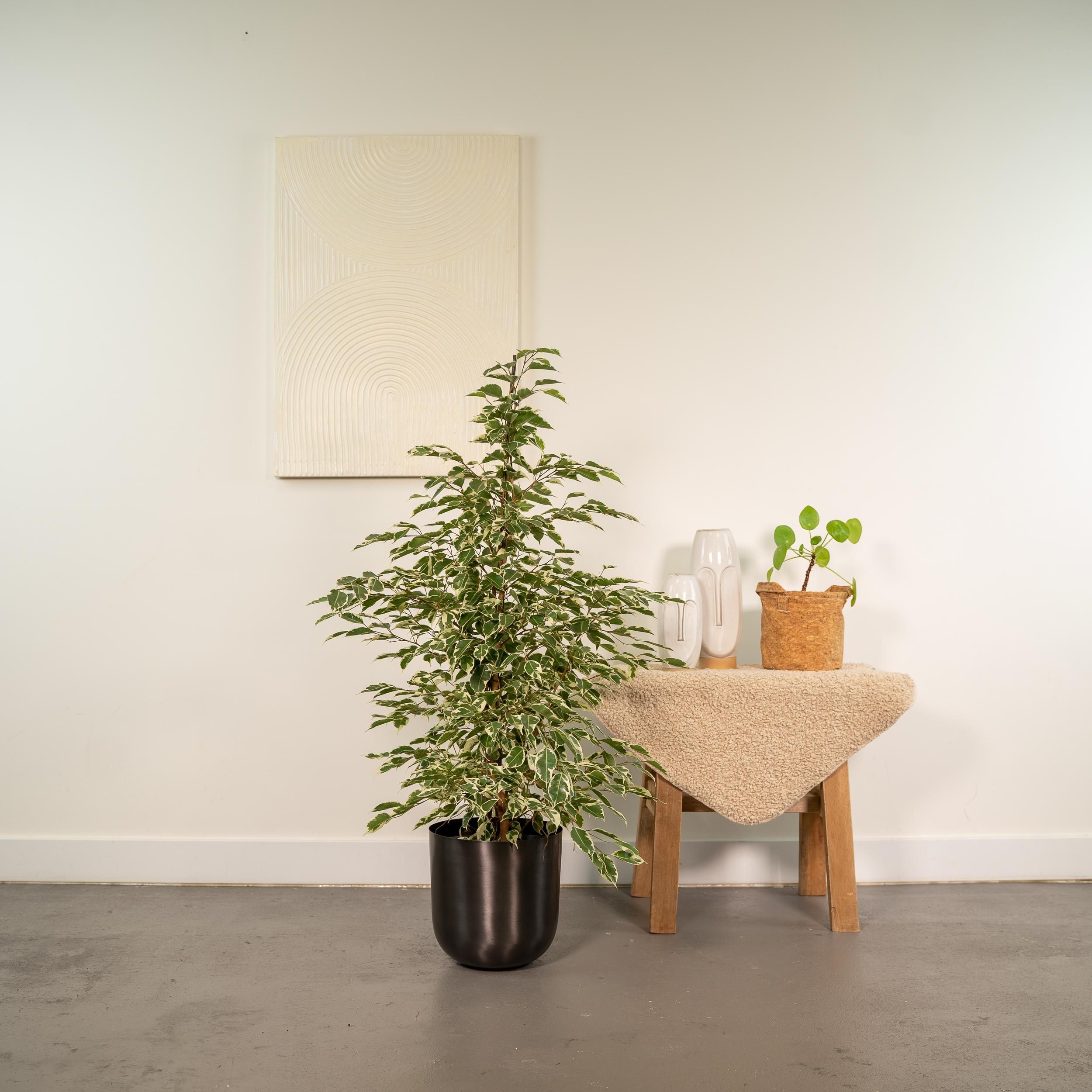 Ficus benjamina Twilight - Pot Mayk Lead (8720634289900)
