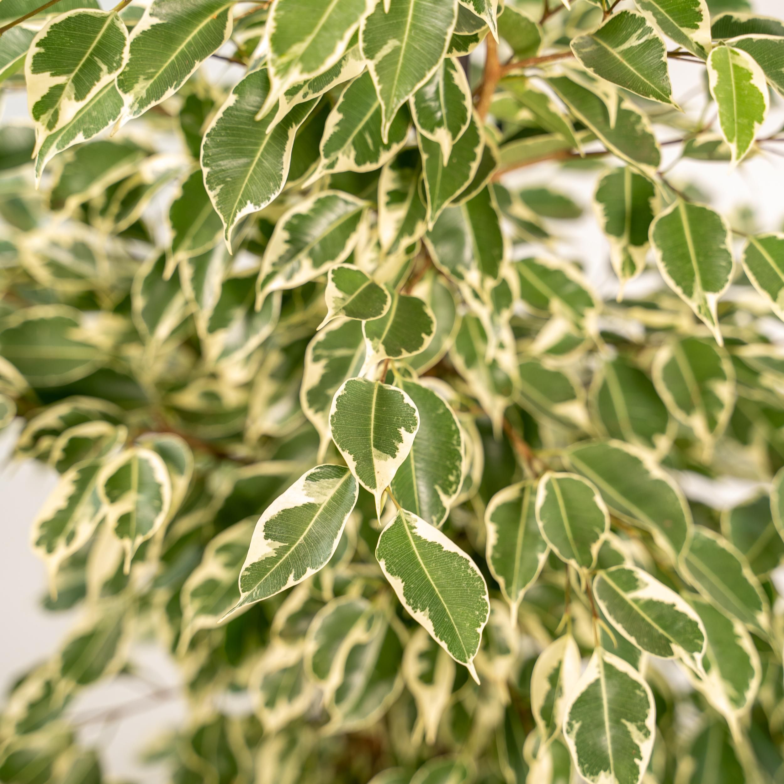 Ficus benjamina Twilight - Pot Mayk Lead (8720634289900)
