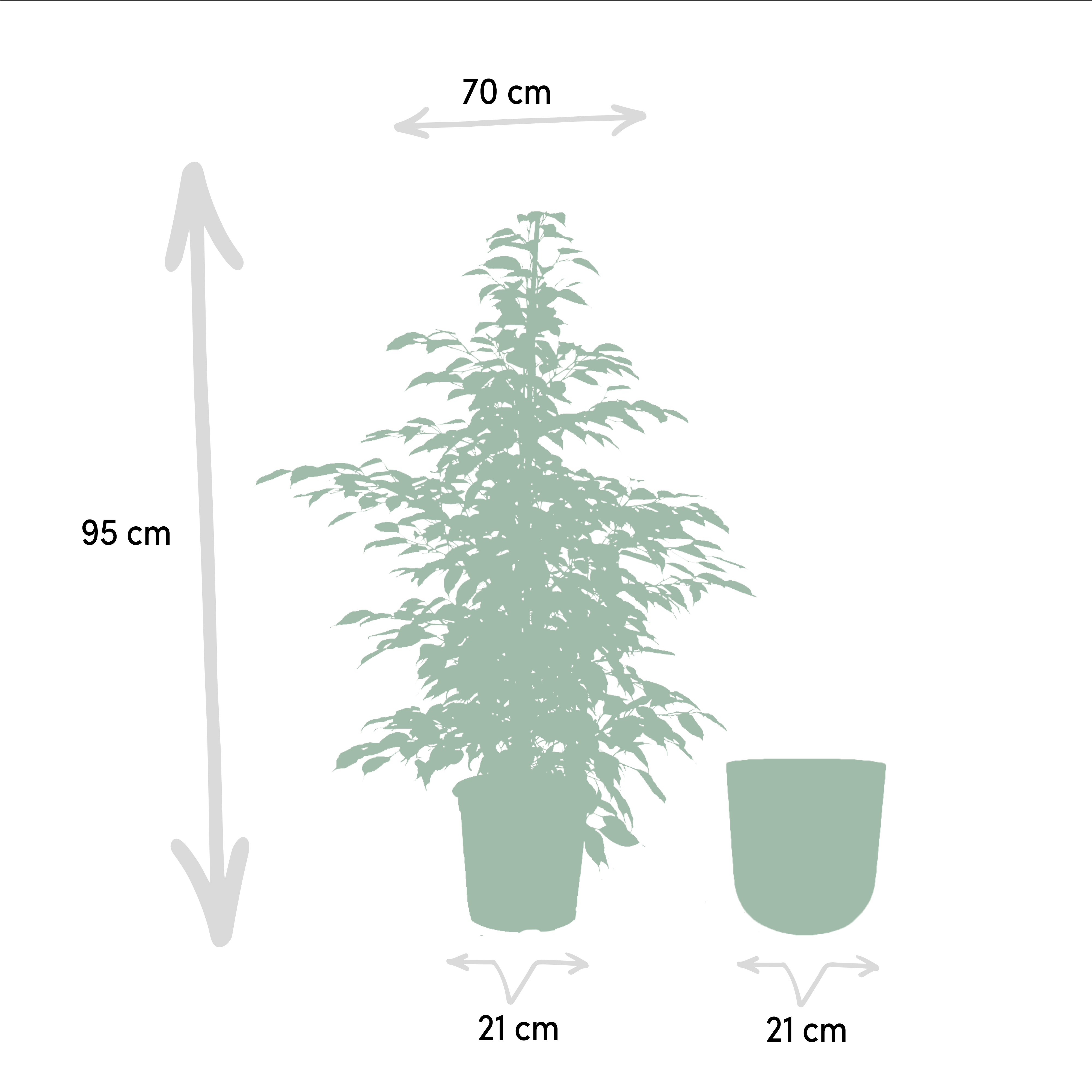 Ficus benjamina Twilight - Pot Mayk Lead (8720634289900)