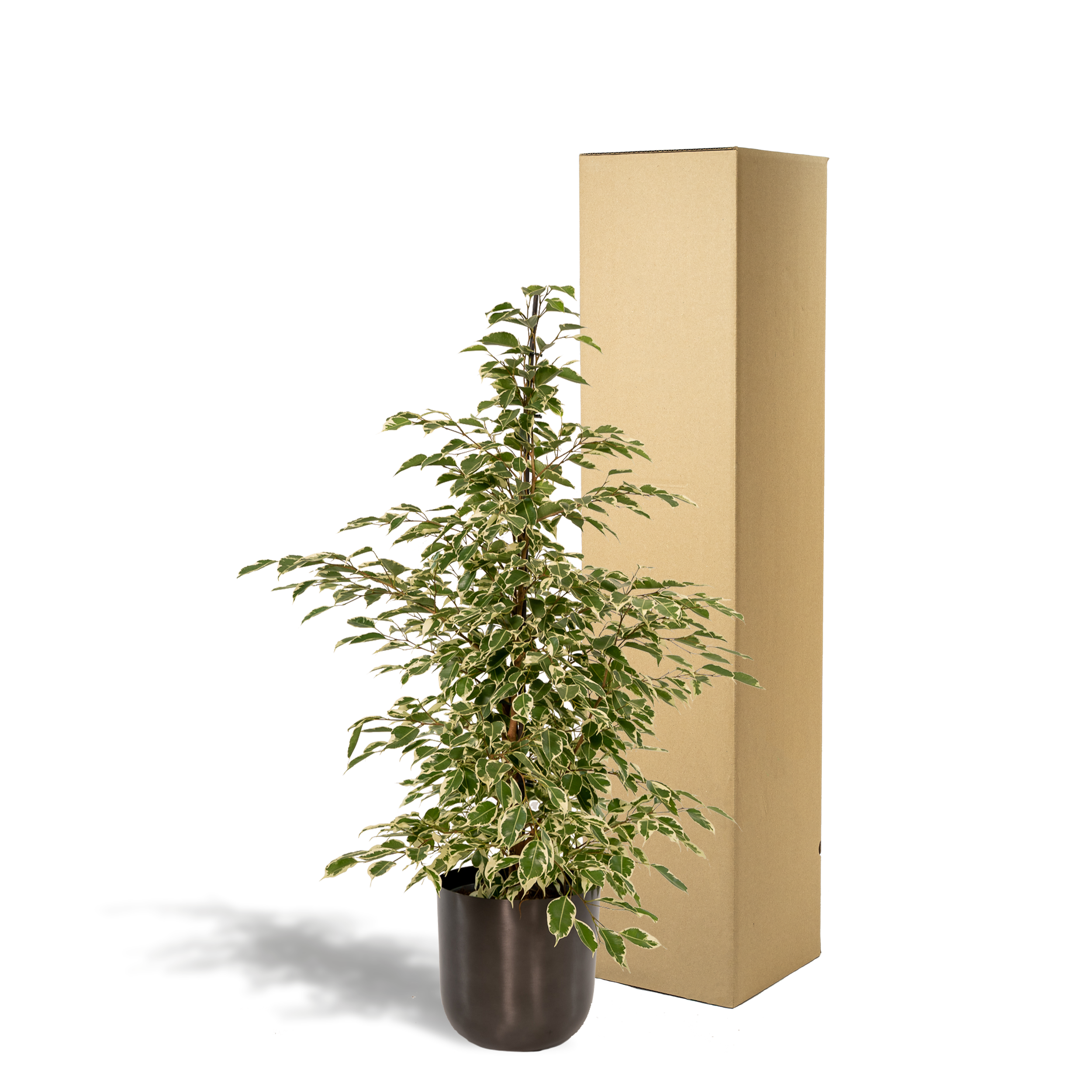 Ficus benjamina Twilight - Pot Mayk Lead (8720634289900)