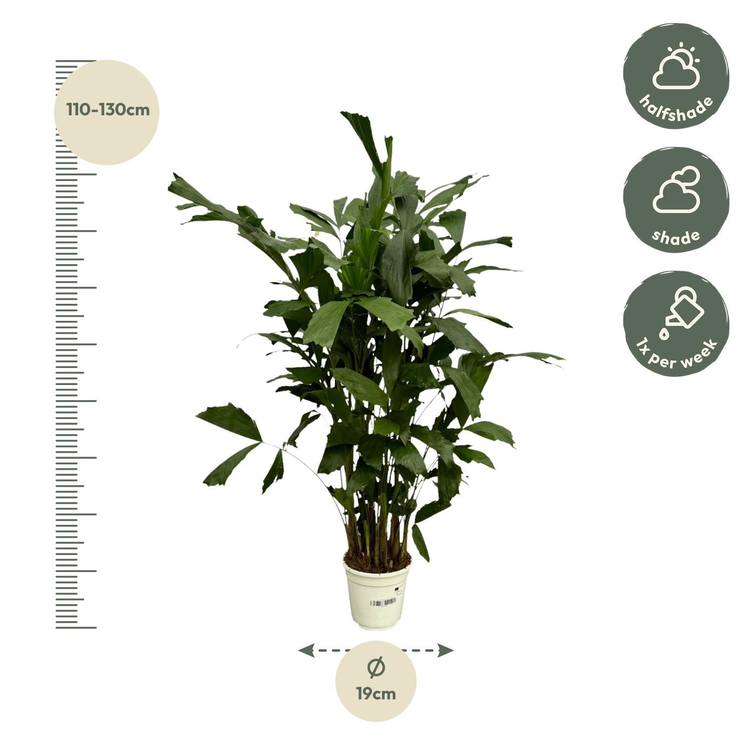 Caryota Mitis - 130 cm - Ø19cm (8721081685499)