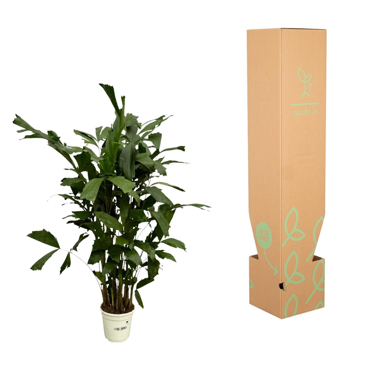 Caryota Mitis - 130 cm - Ø19cm (8721081685499)