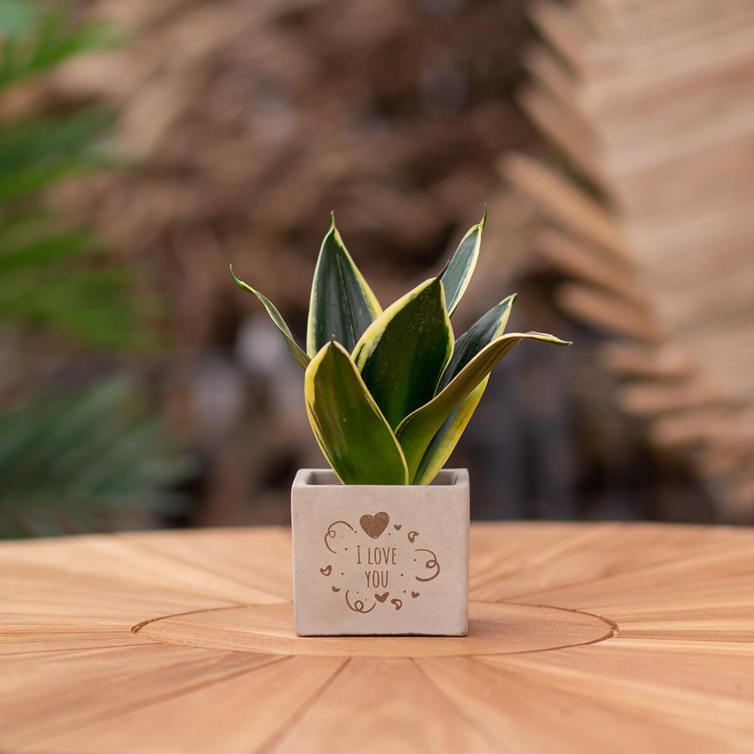 Congreet plantpots + Sansevieria | I love you (8721225131462)