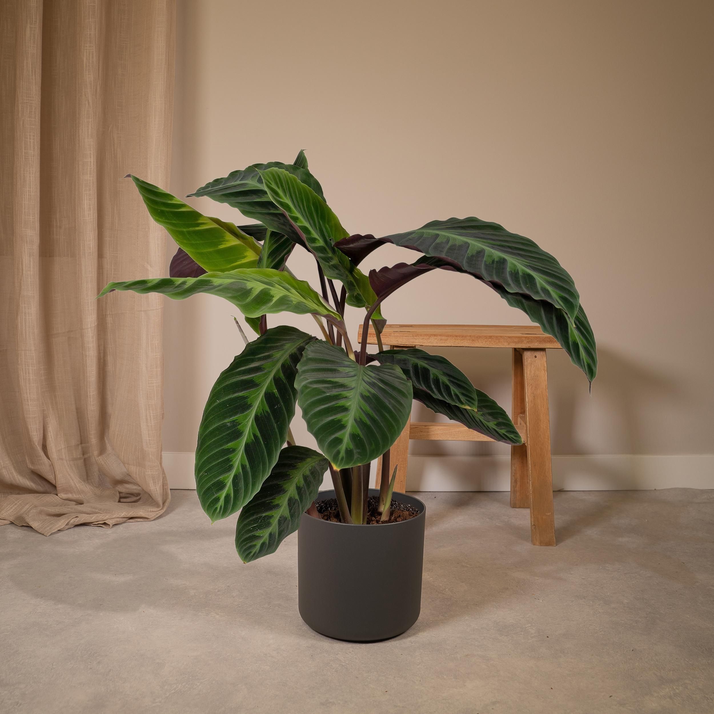 Calathea Warscewiczii - Pauwenplant (8720634284240)